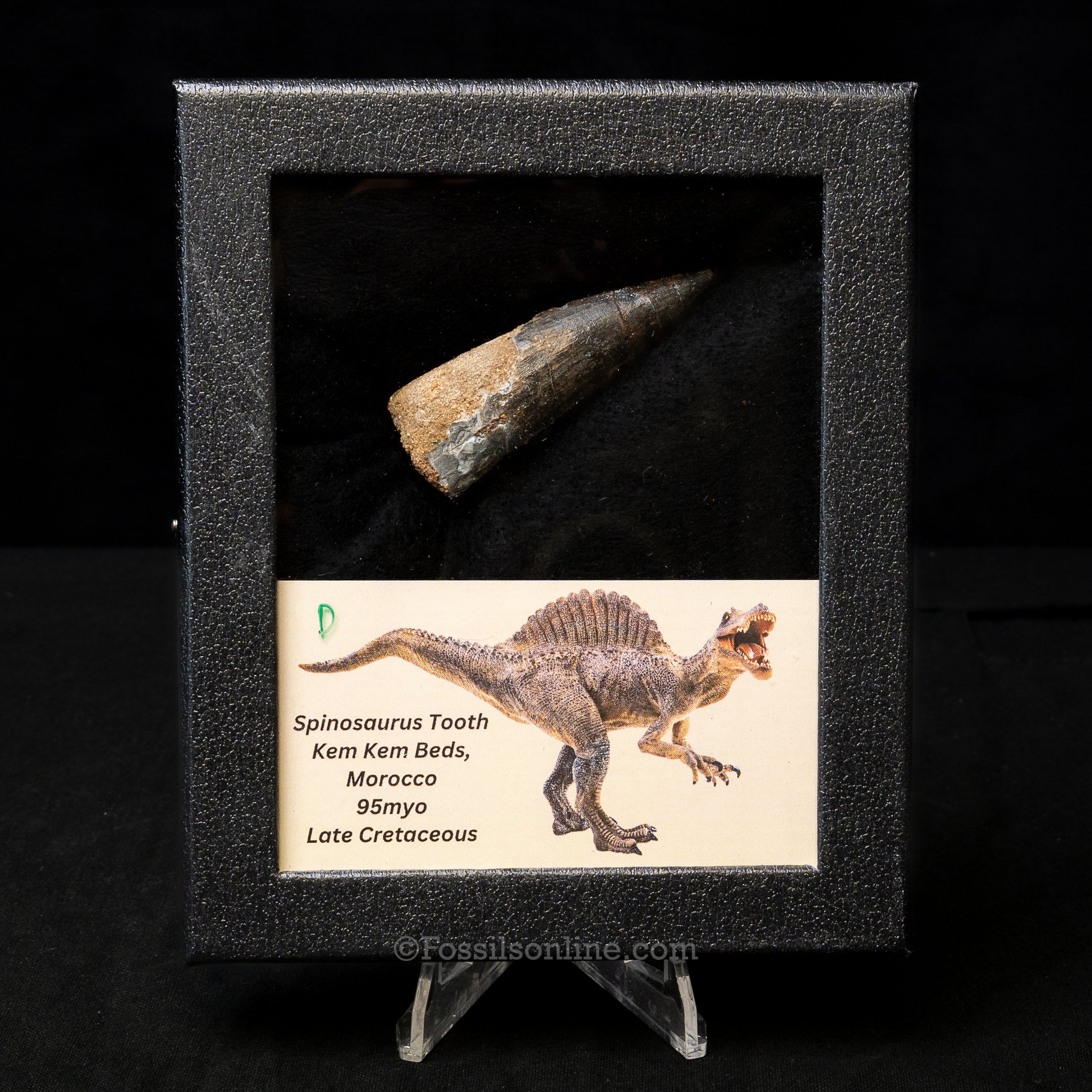 Spinosaurus Dinosaur Tooth Med Case