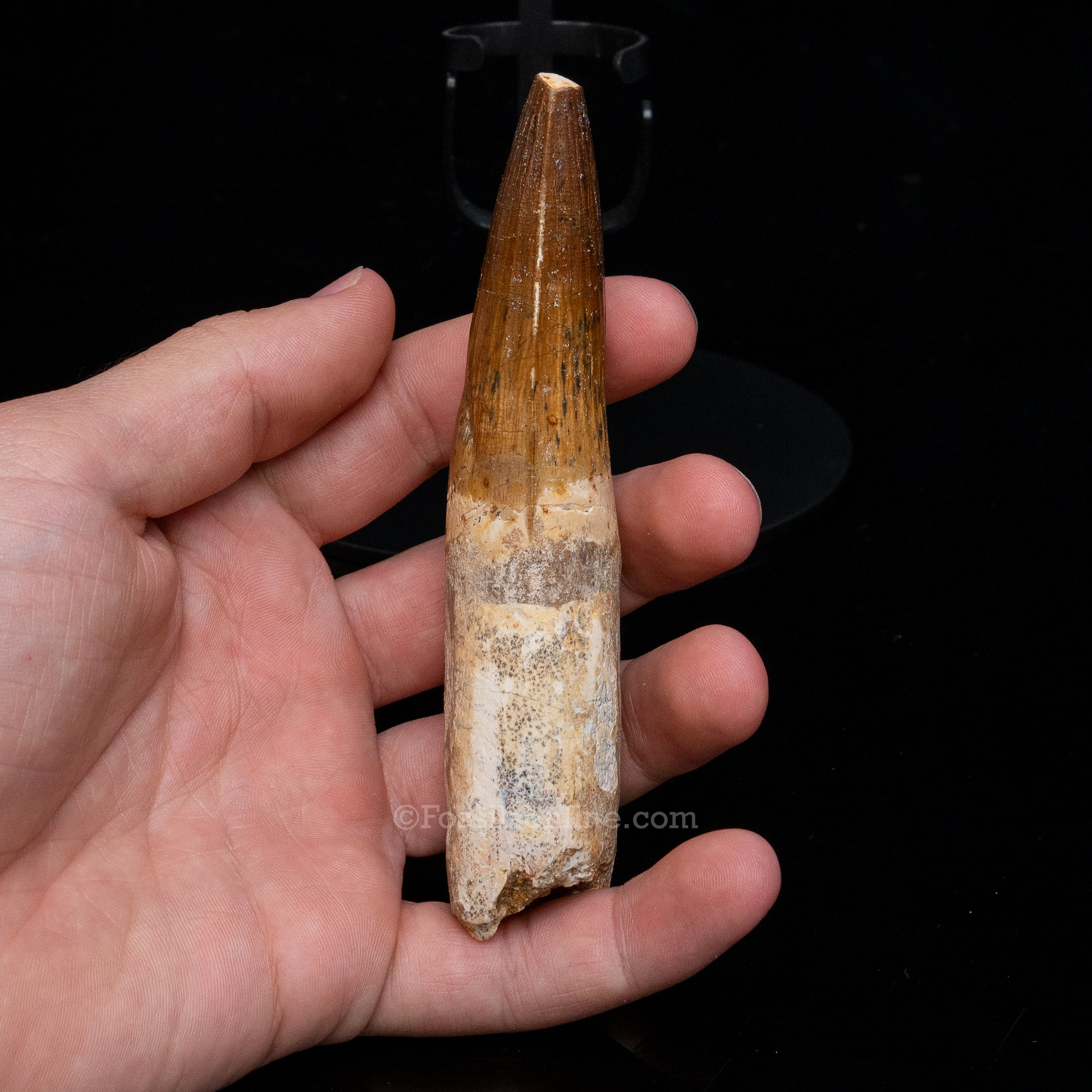 XLG Spinosaurus Dinosaur Tooth 4.76"