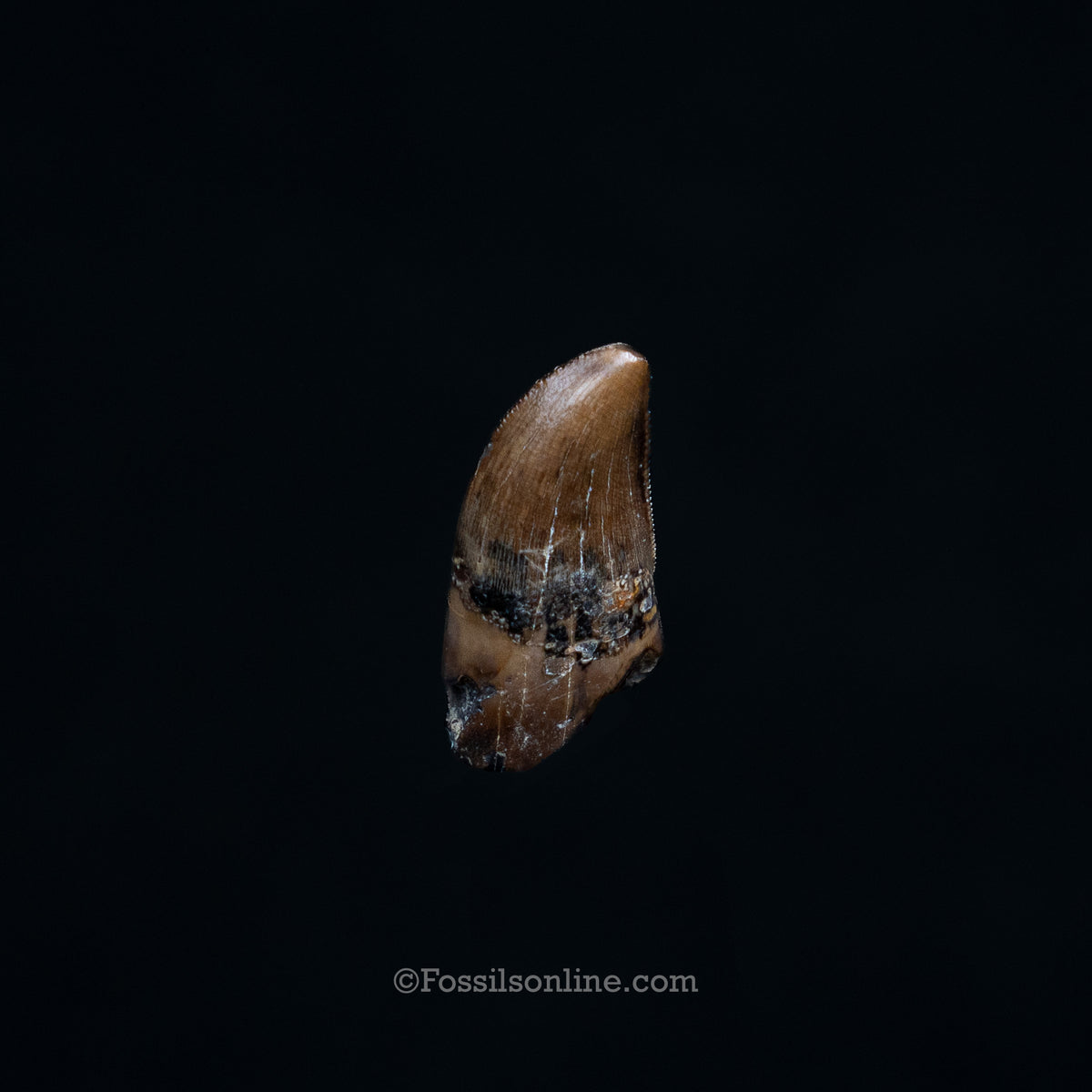 Juvenile Tyrannosaurus rex Tooth