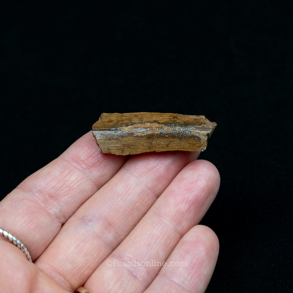 Tyrannosaurus rex Tooth Fragment