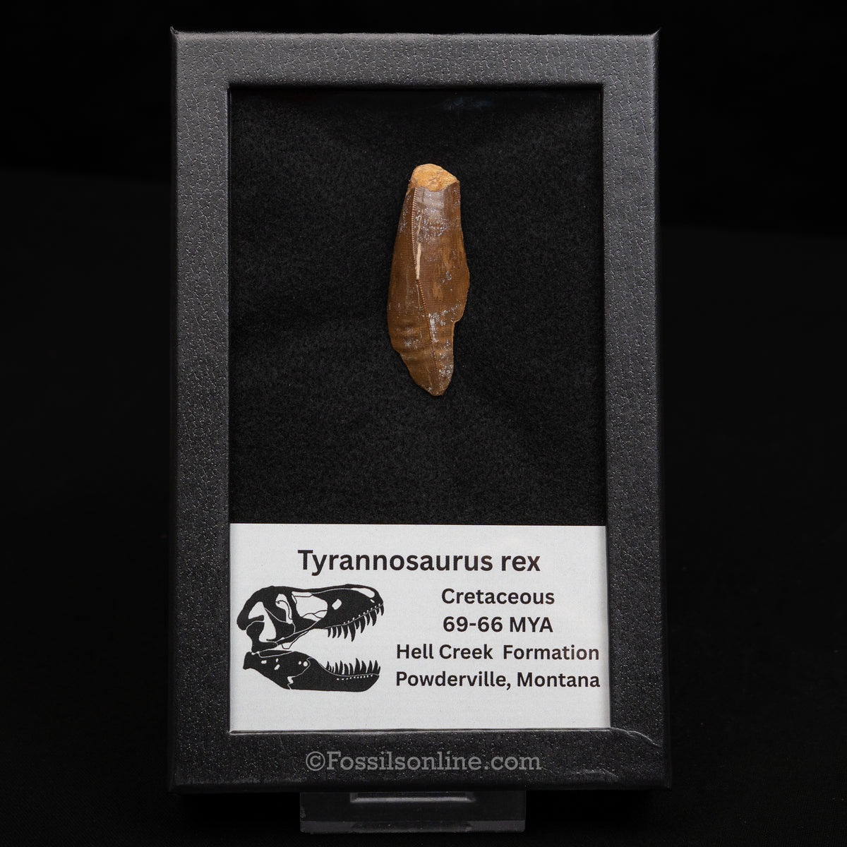 Tyrannosaurus rex Tooth Fragment