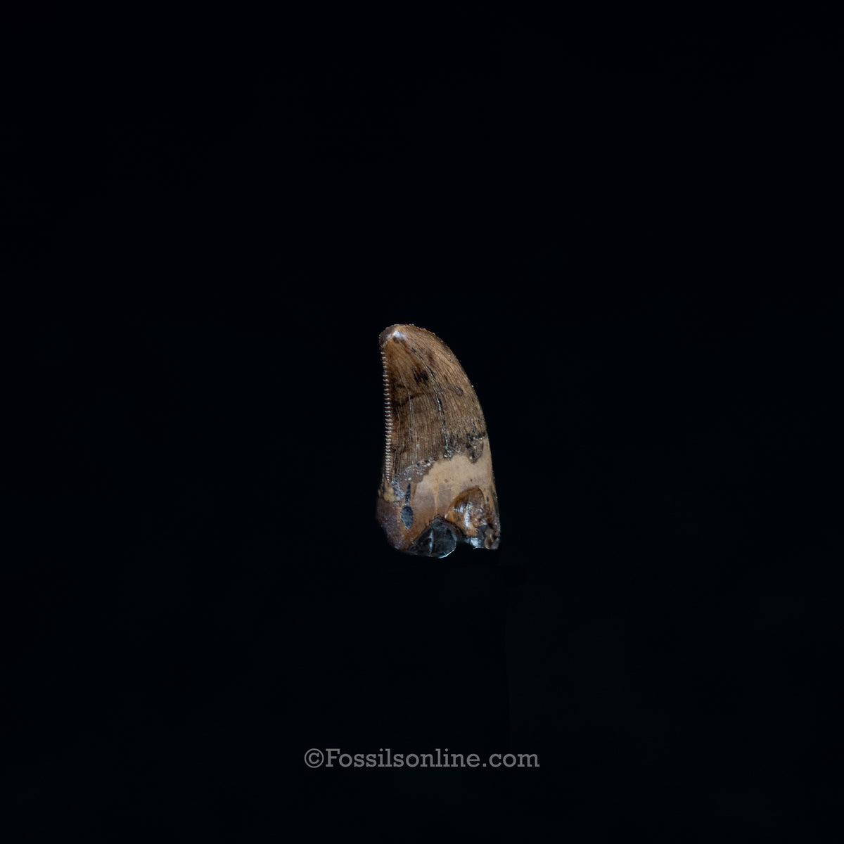 Juvenile Tyrannosaurus rex Tooth