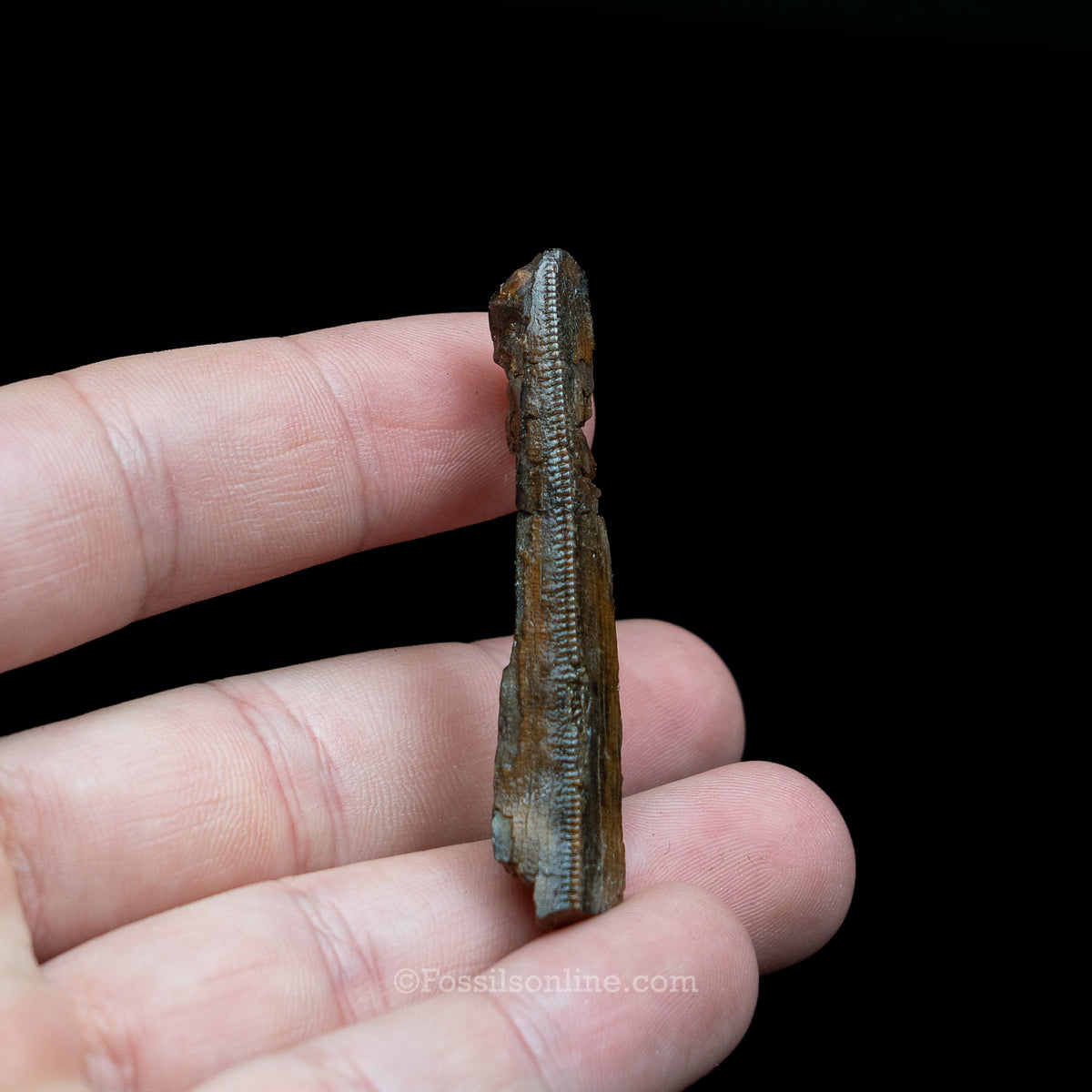 Tyrannosaurus rex Tooth Fragment