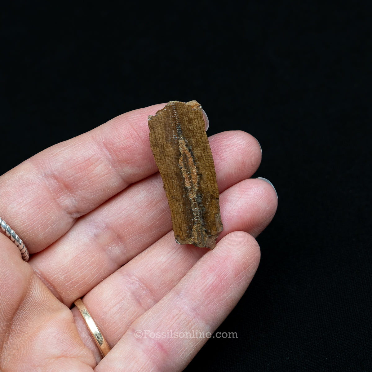 Tyrannosaurus rex Tooth Fragment