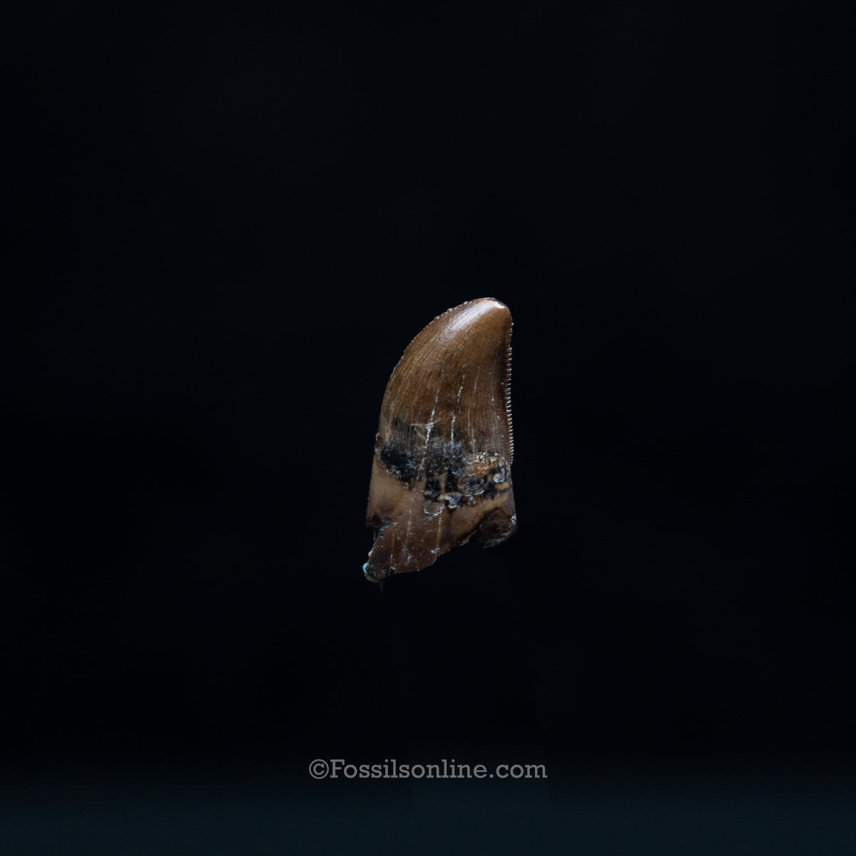 Juvenile Tyrannosaurus rex Tooth