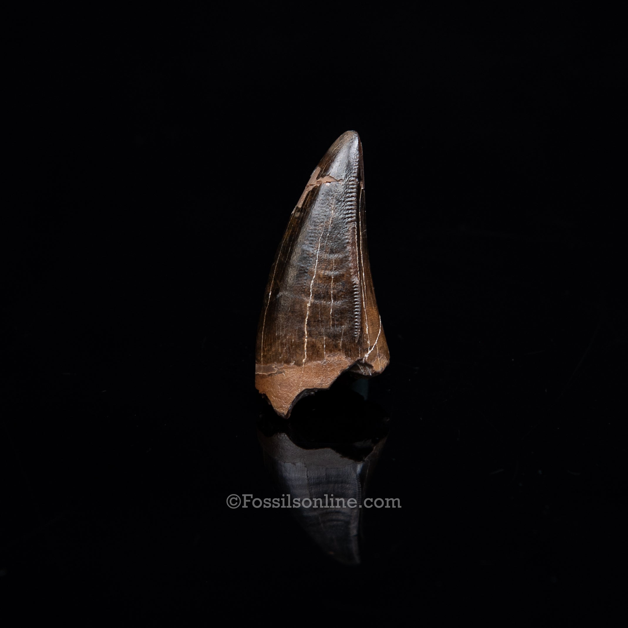 Authentic Tyrannosaurus Rex Premax, Lance Formation, Wyoming