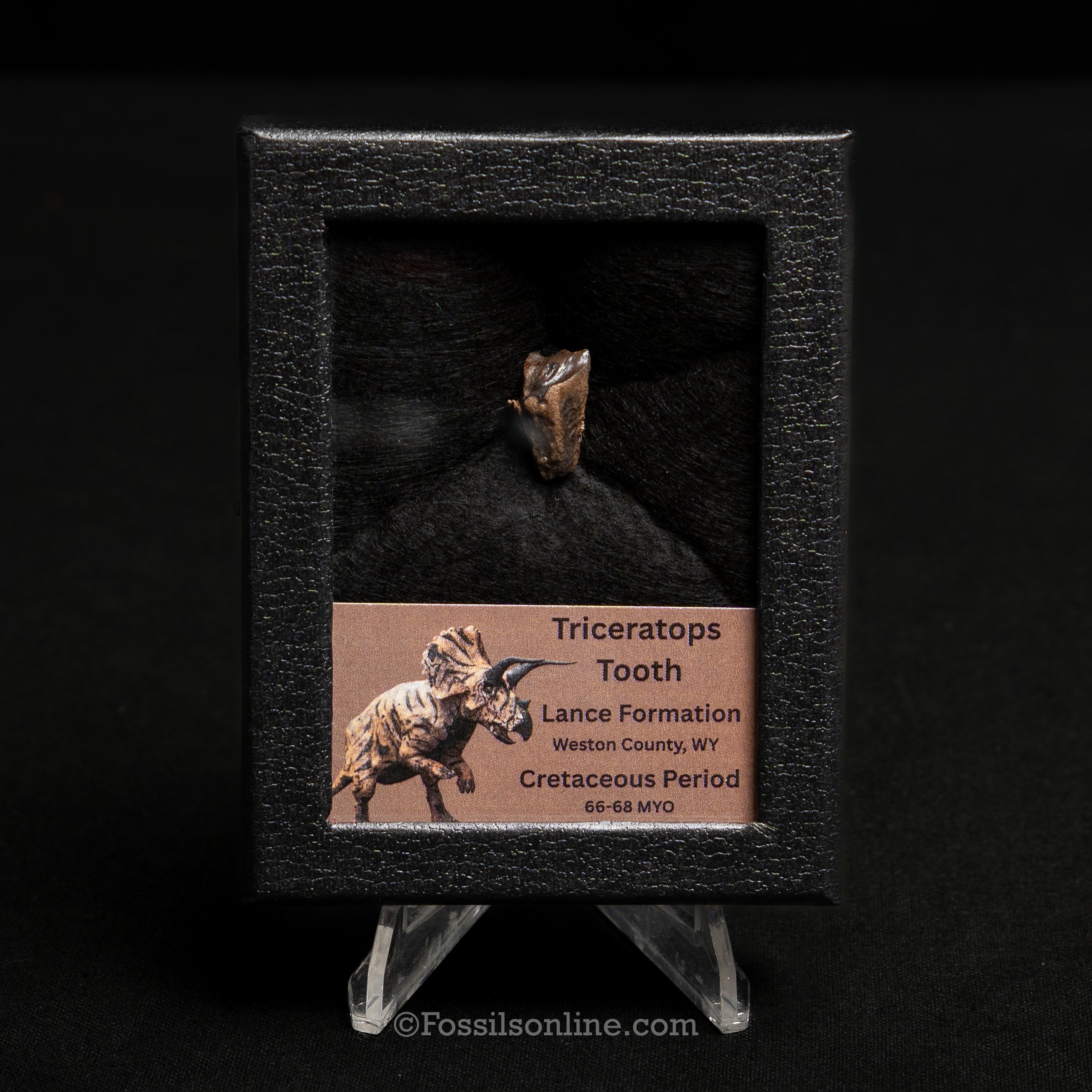 Triceratops Tooth Sm Case Lance FM