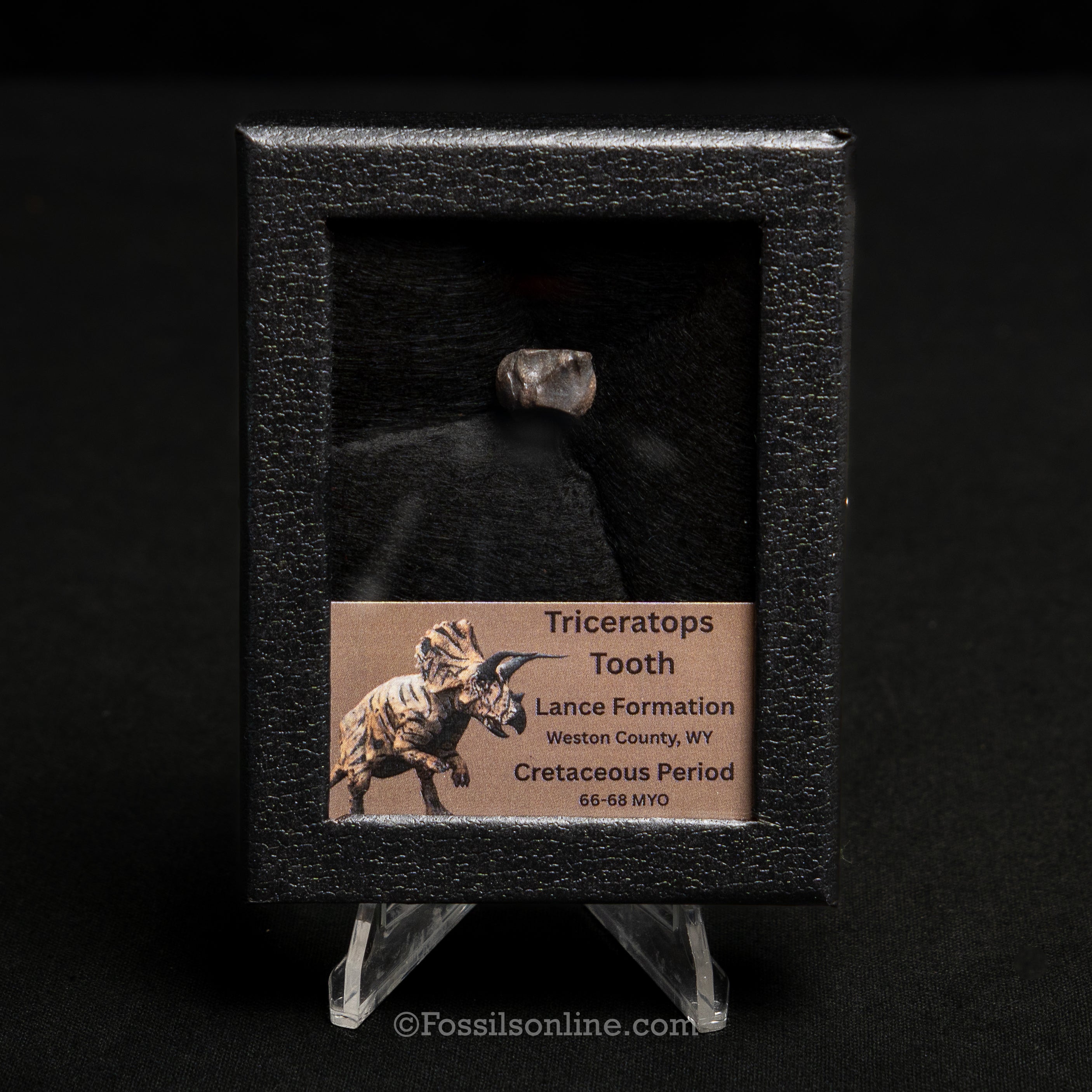 Triceratops Tooth Sm Case Lance FM