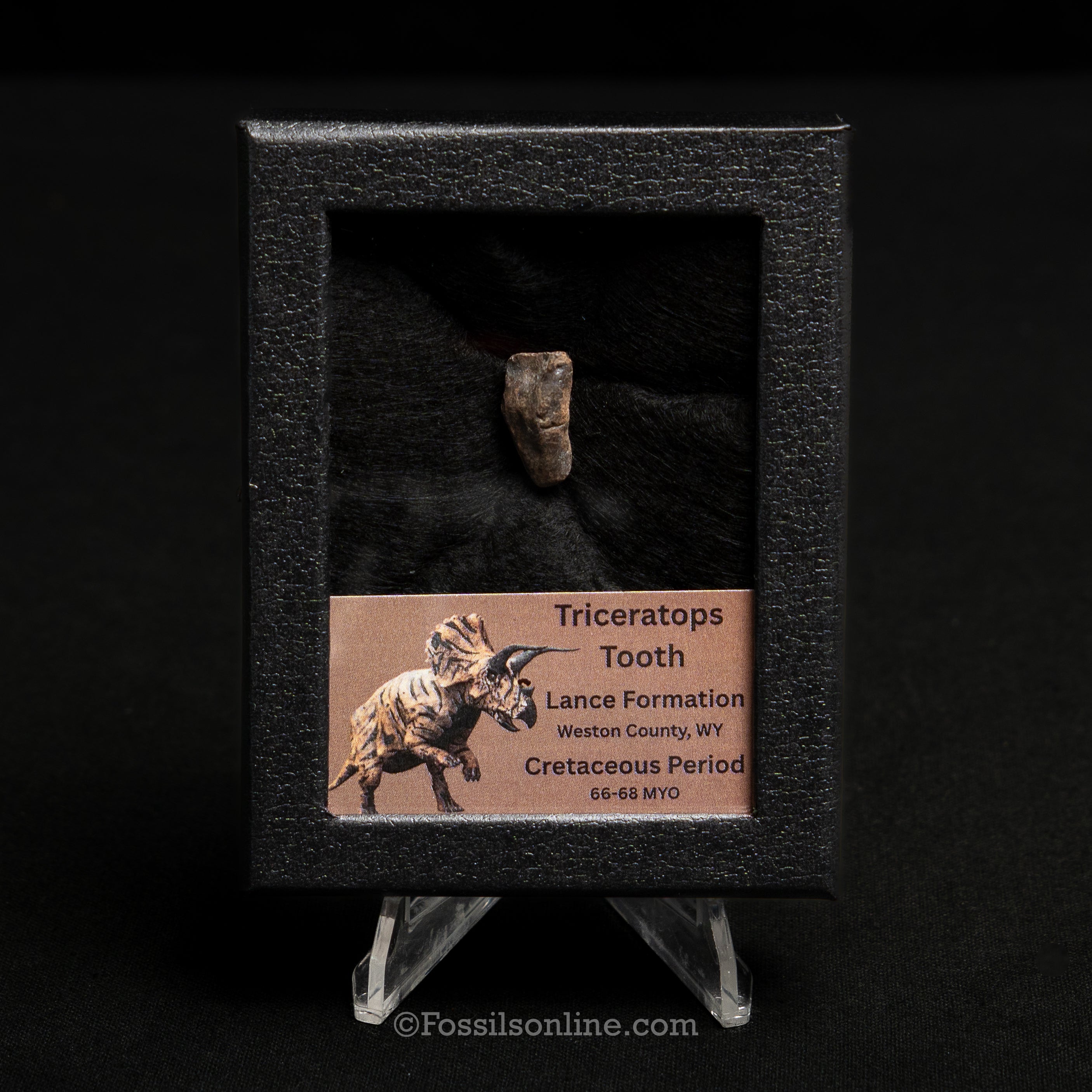 Triceratops Tooth Sm Case Lance FM