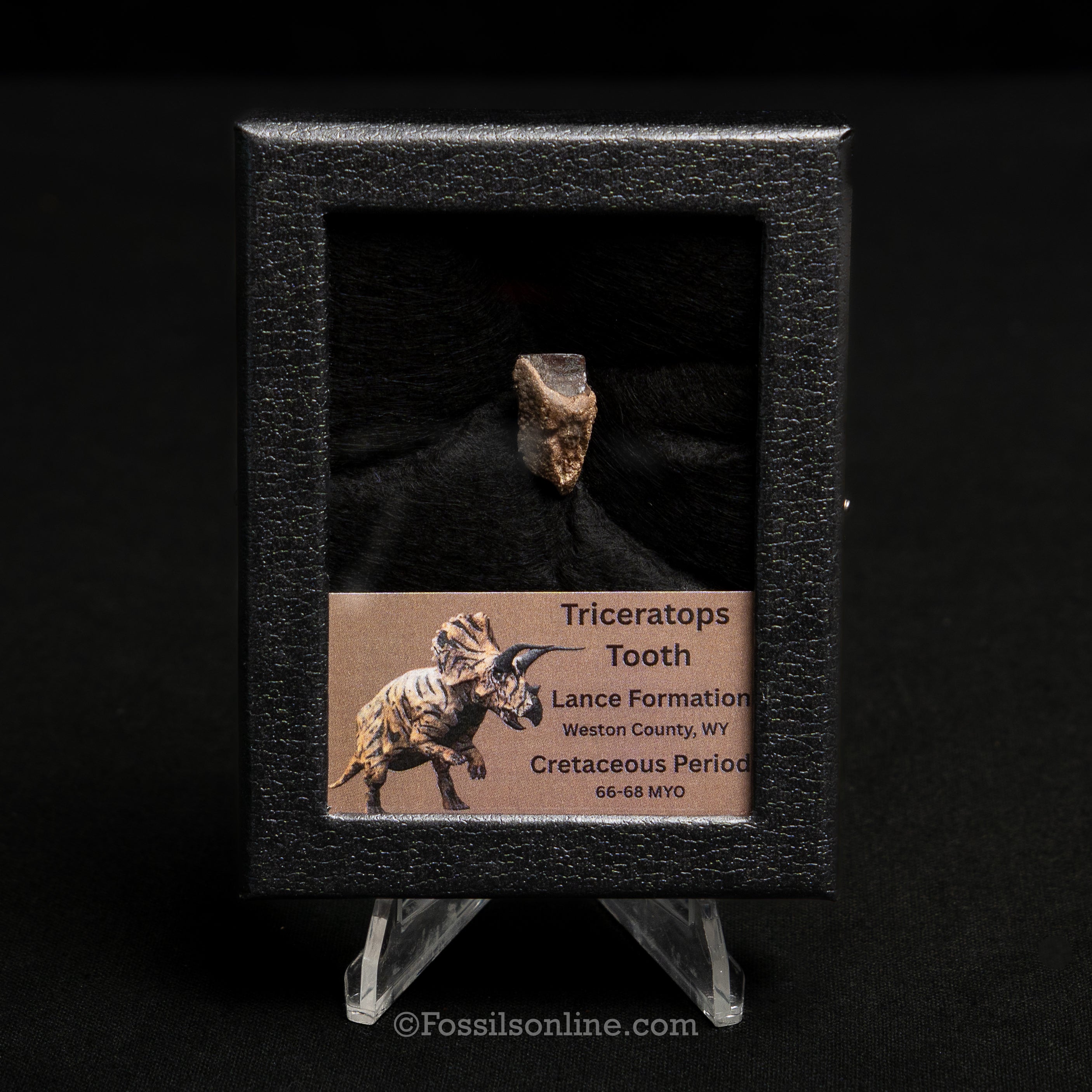 Triceratops Tooth Sm Case Lance FM