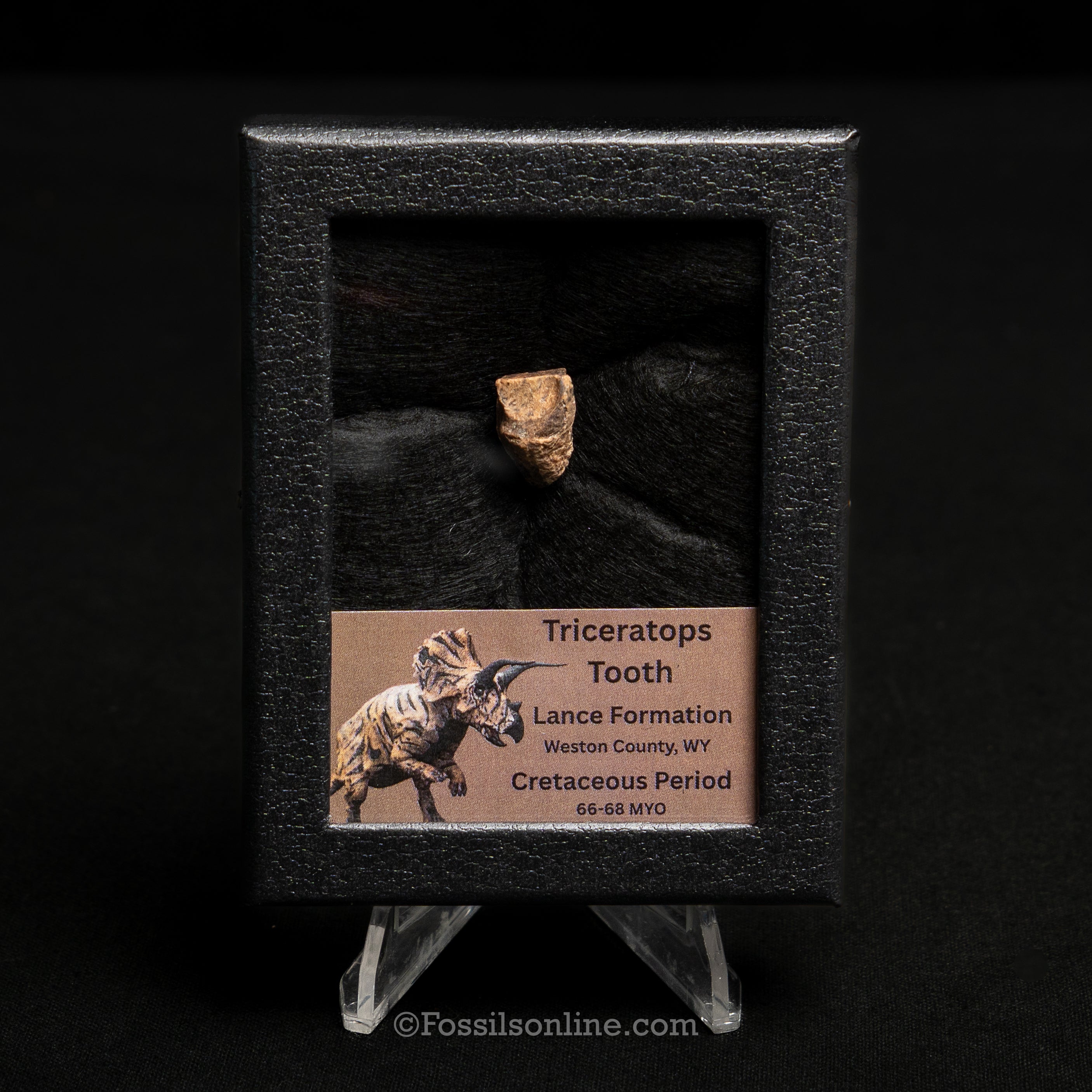 Triceratops Tooth Sm Case Lance FM