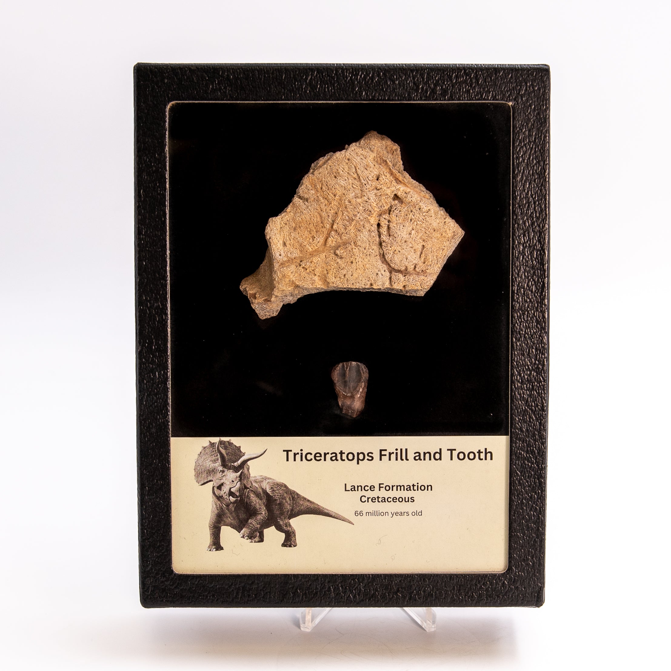 Triceratops Tooth and Frill Section in LG Display Case