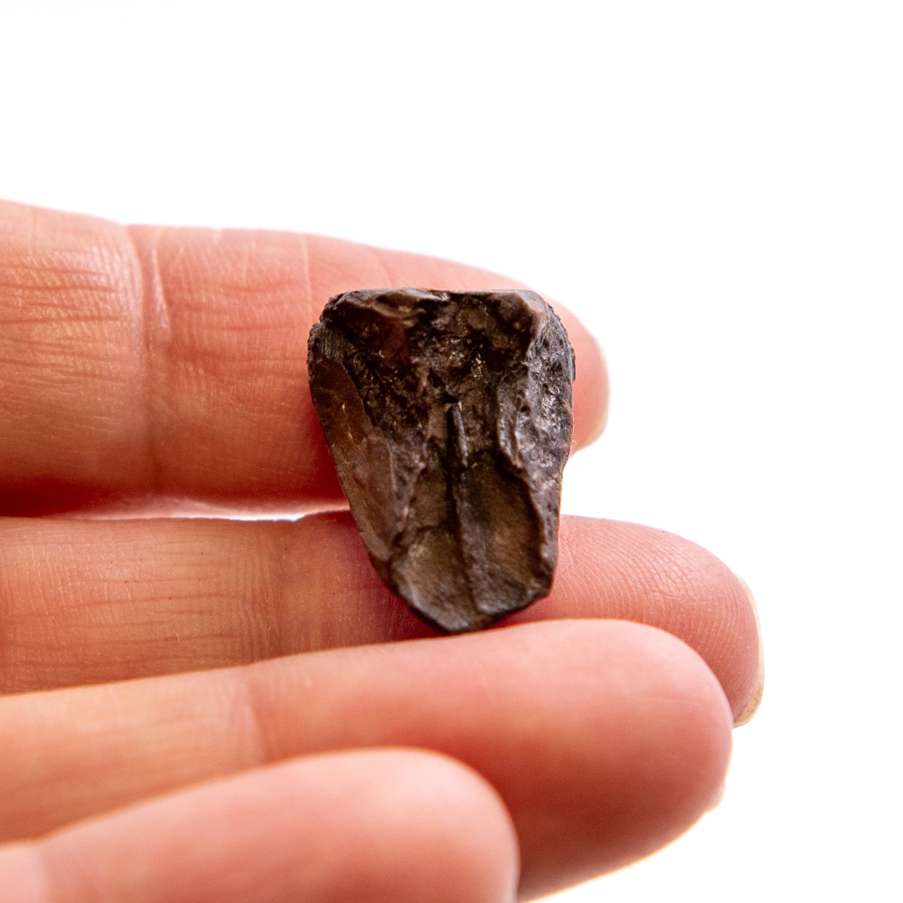 Triceratops Tooth and Frill Section in LG Display Case