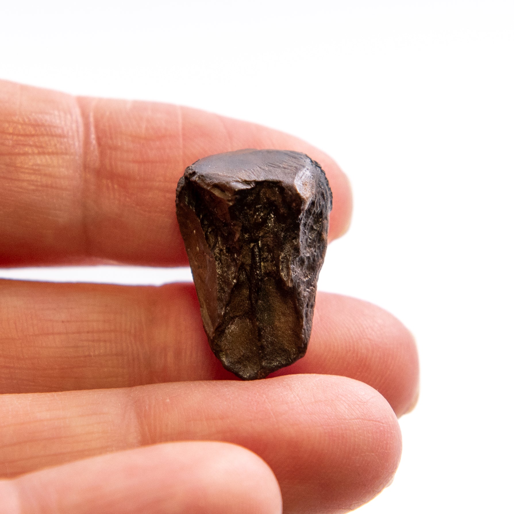 Triceratops Tooth and Frill Section in LG Display Case