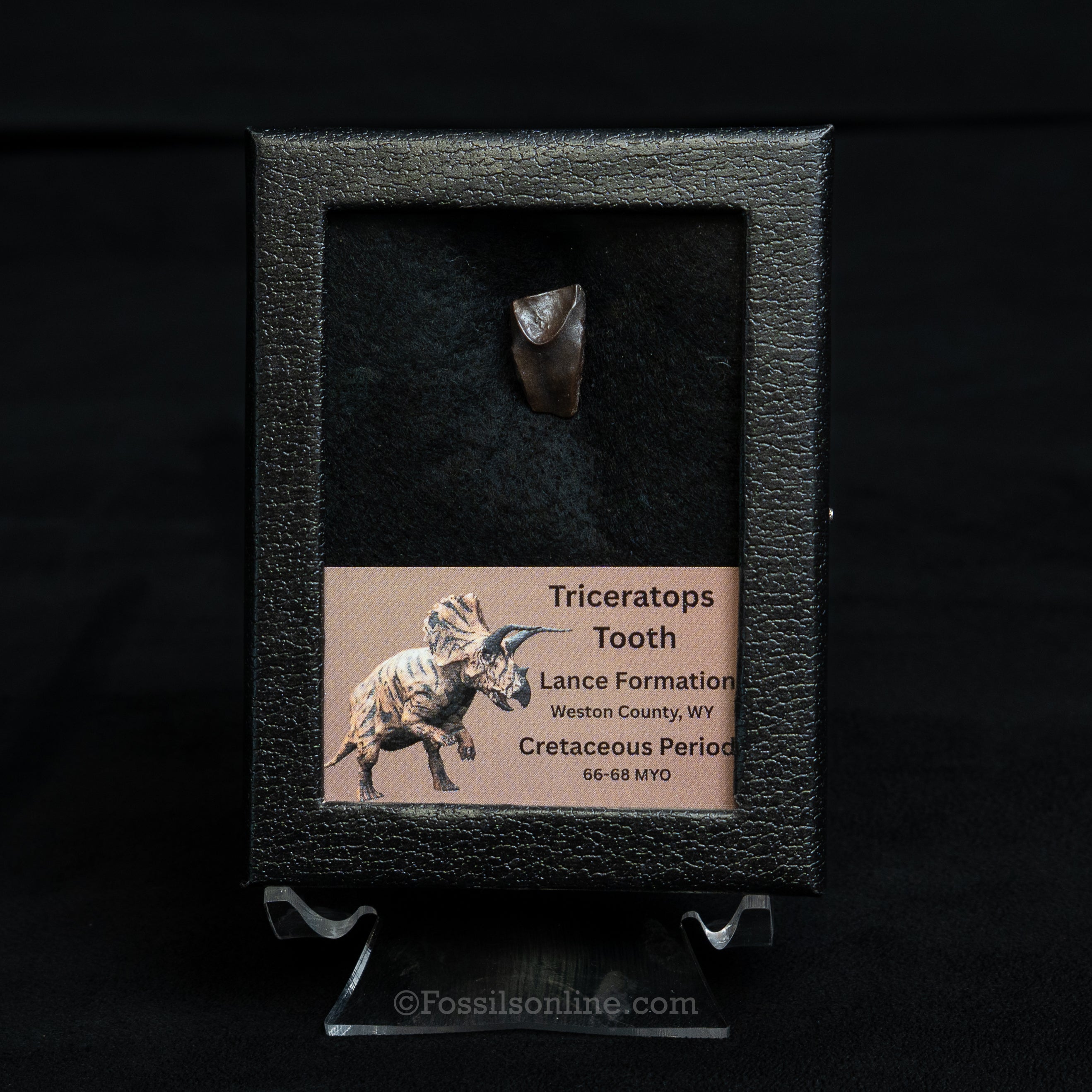 Triceratops Tooth Sm Case Lance FM
