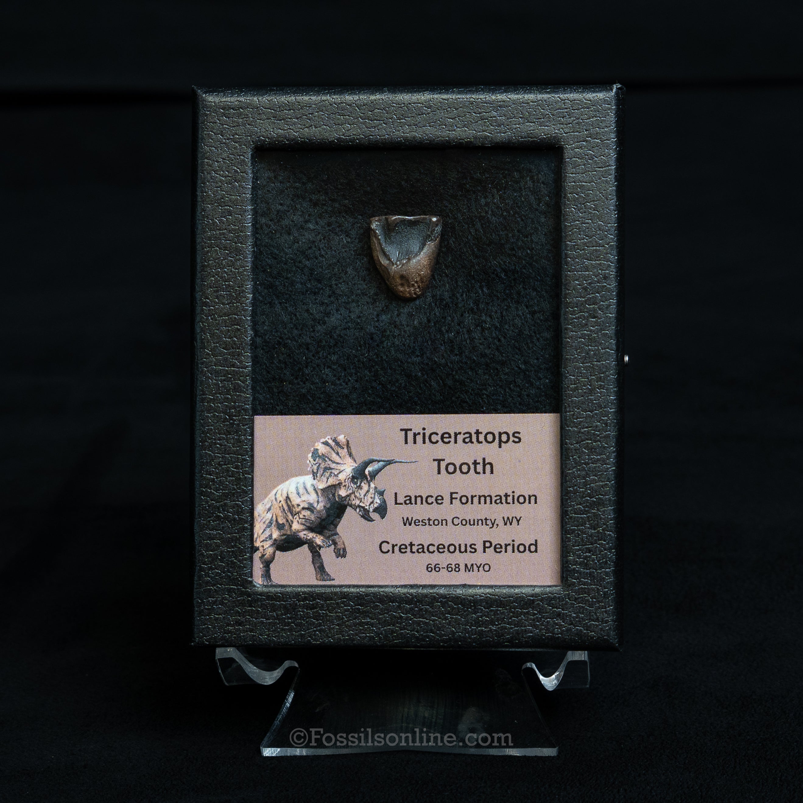 Triceratops Tooth Sm Case Lance FM