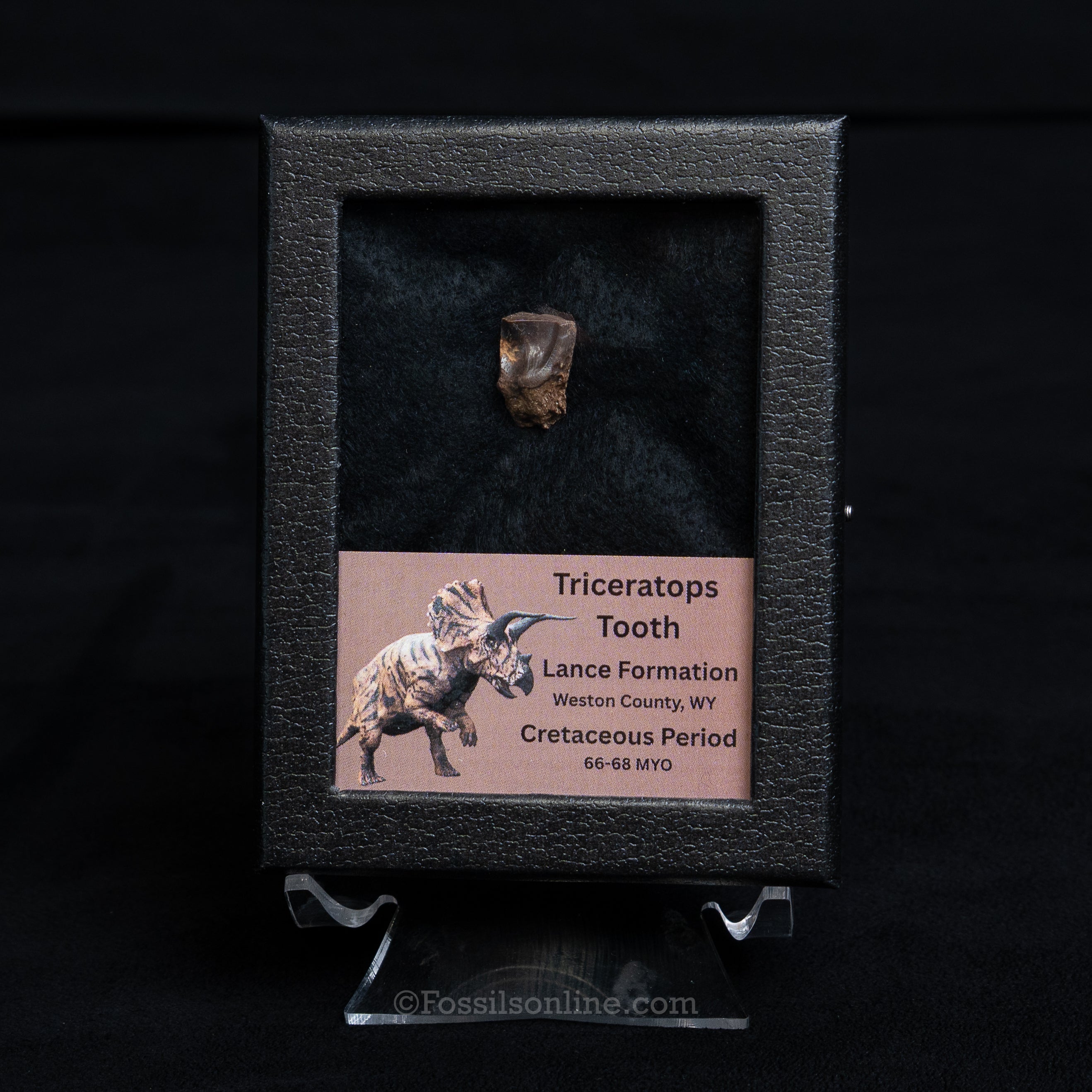 Triceratops Tooth Sm Case Lance FM