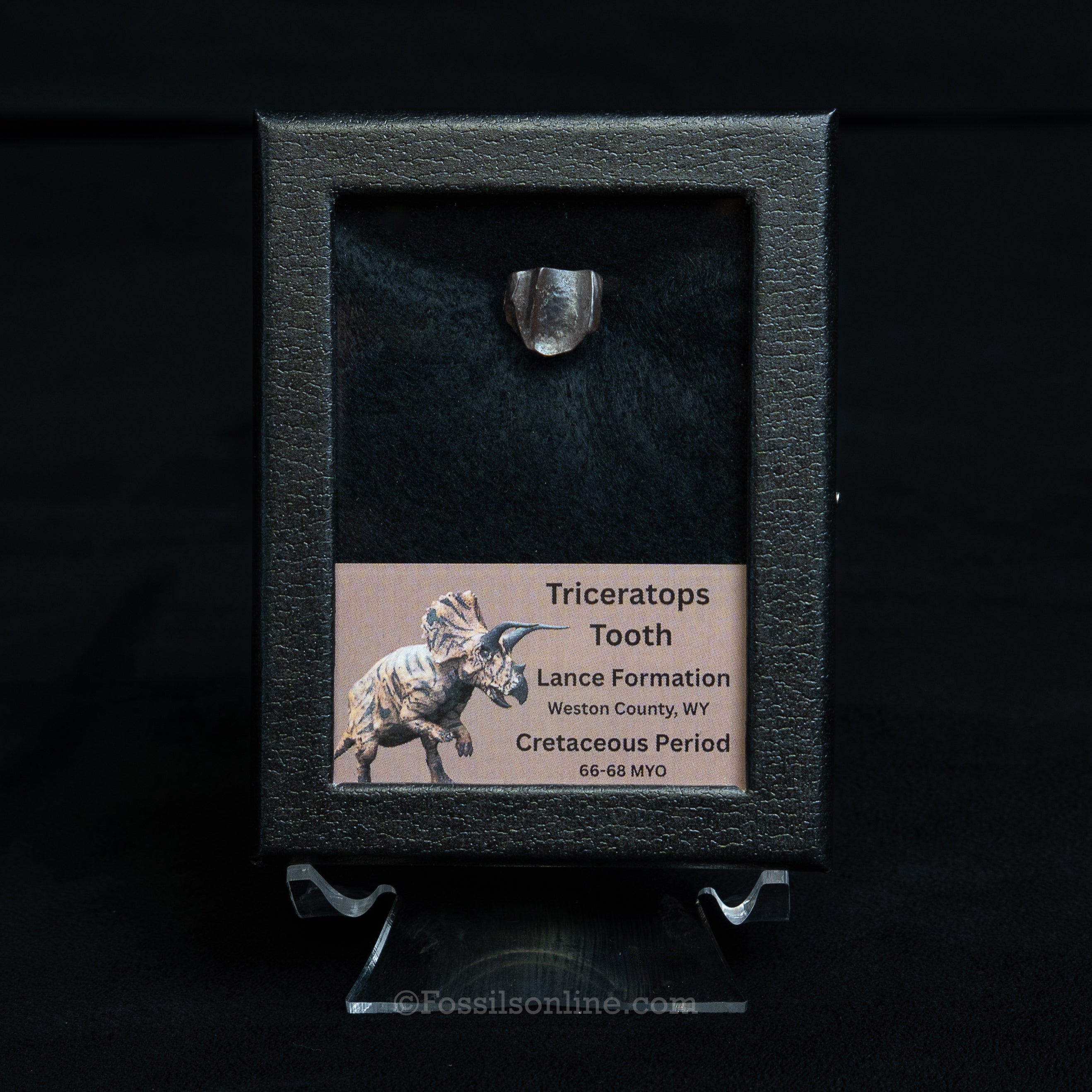 Triceratops Tooth Sm Case Lance FM