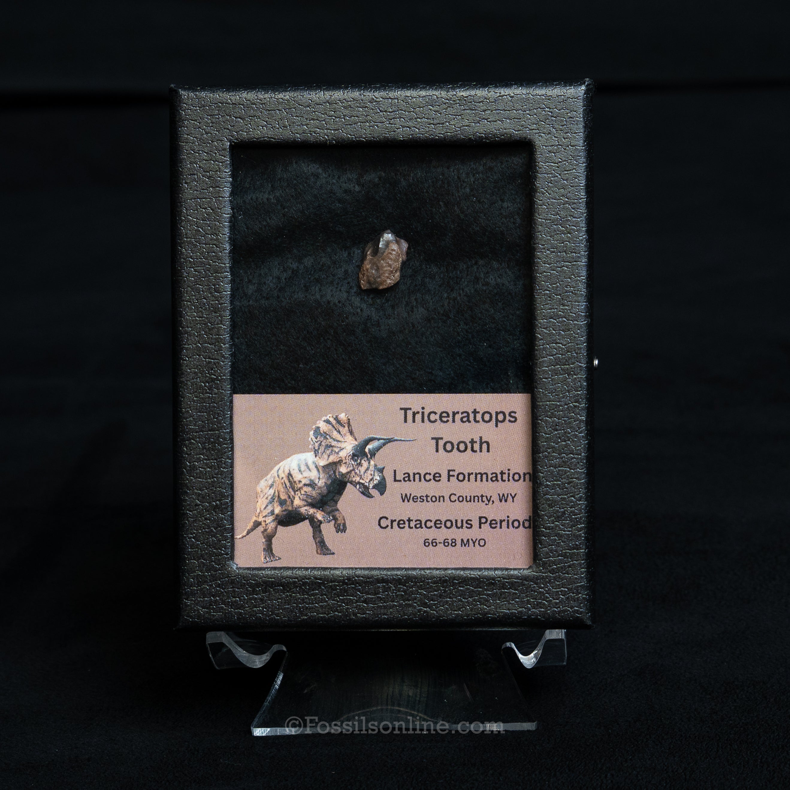 Triceratops Tooth Sm Case Lance FM