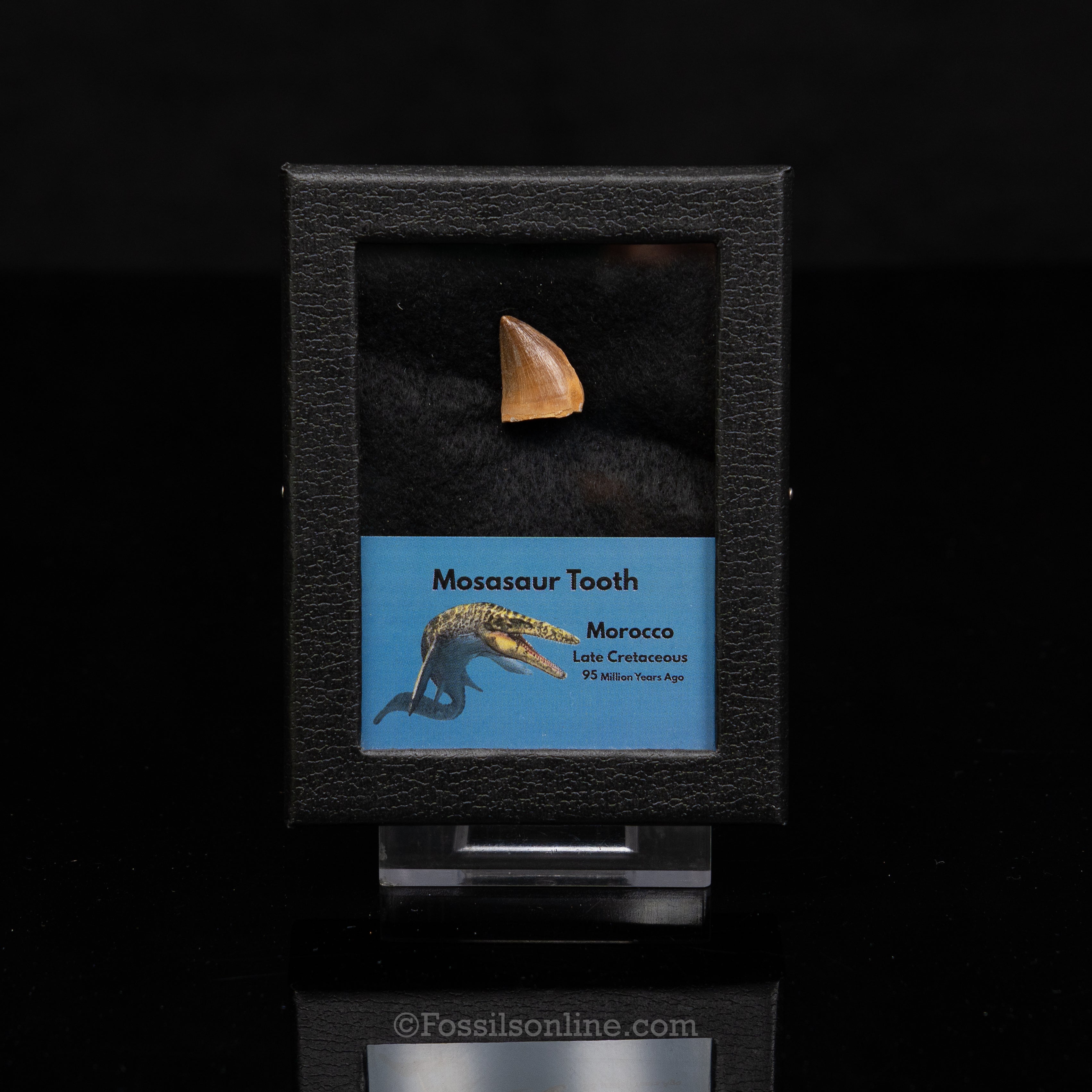 Mosasaur Tooth in sm case
