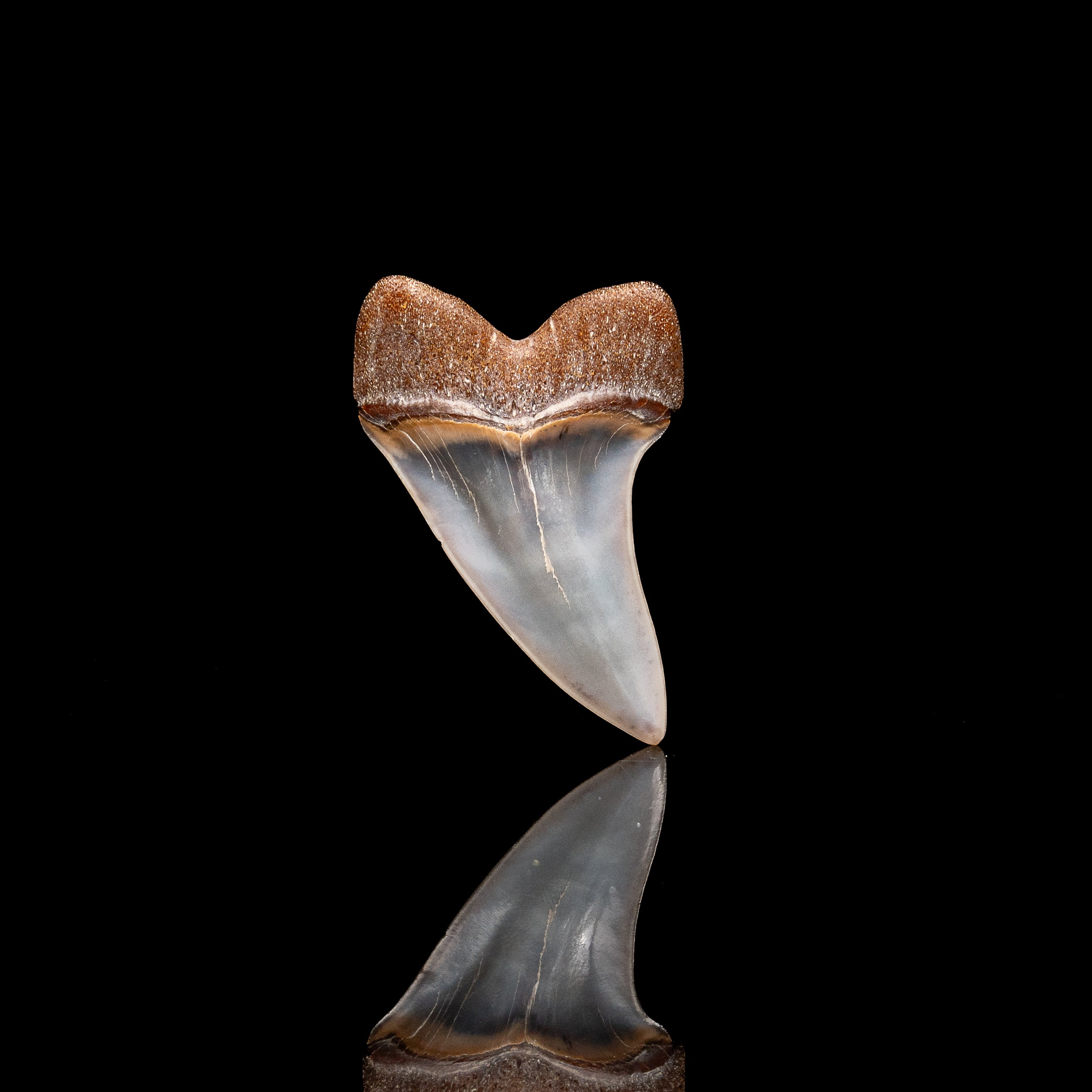 Quality Bakersfield C. planus Fossil Tooth 1.87"