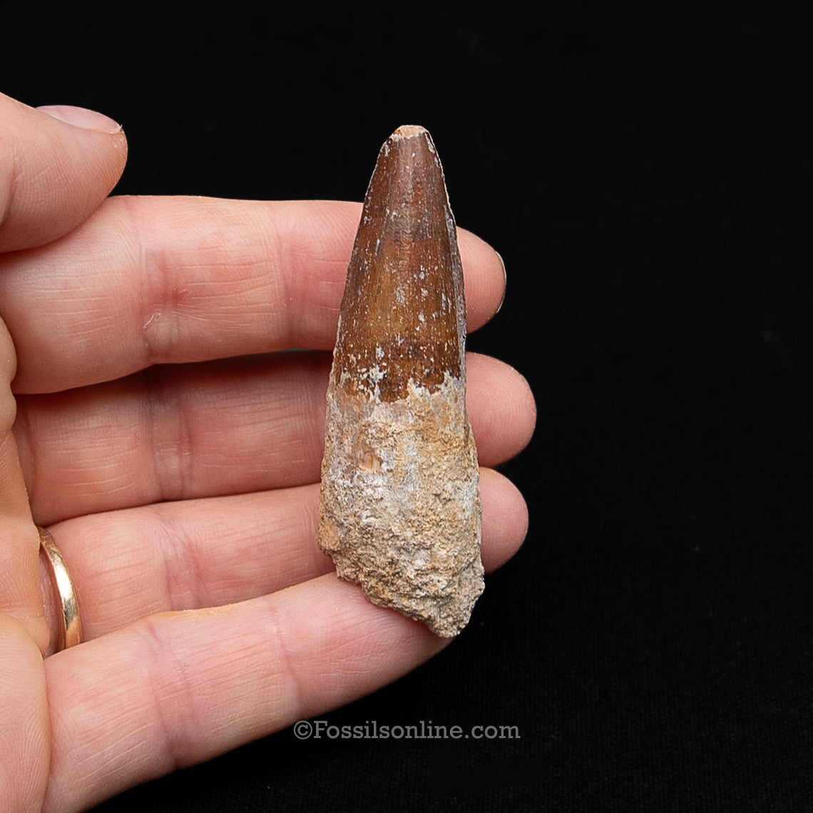 Spinosaurus Dinosaur Tooth Med Case