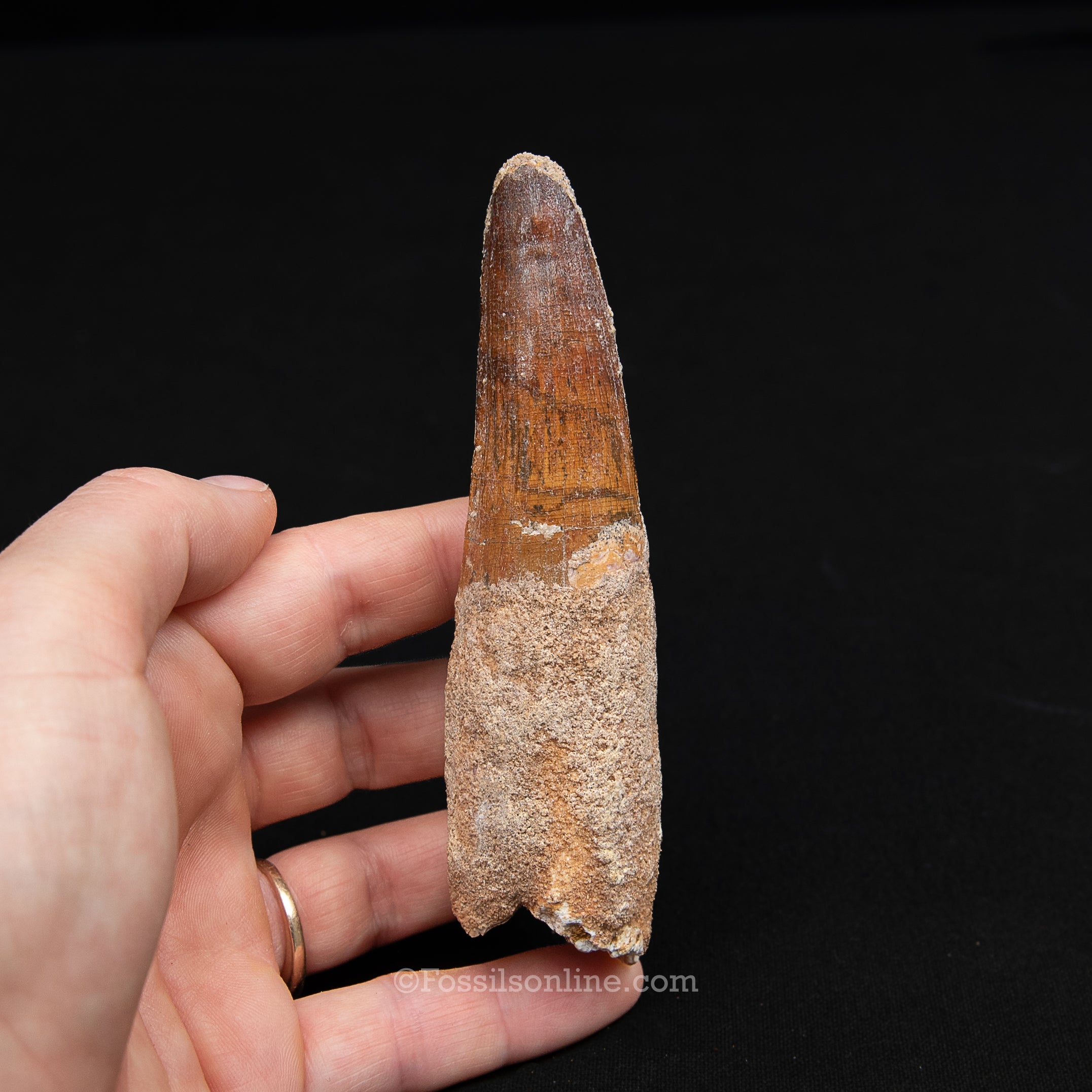 XL Spinosaurus Dinosaur Tooth Lg Case