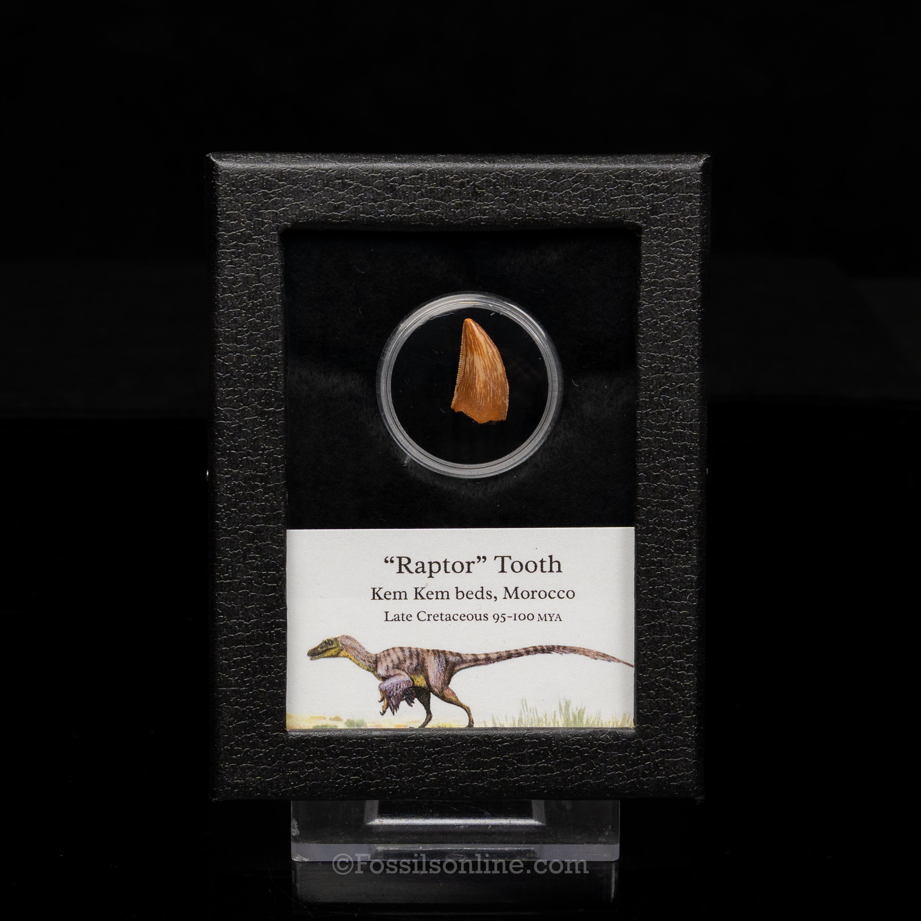 Theropod Dinosaur Tooth "Raptor" in a sm display case