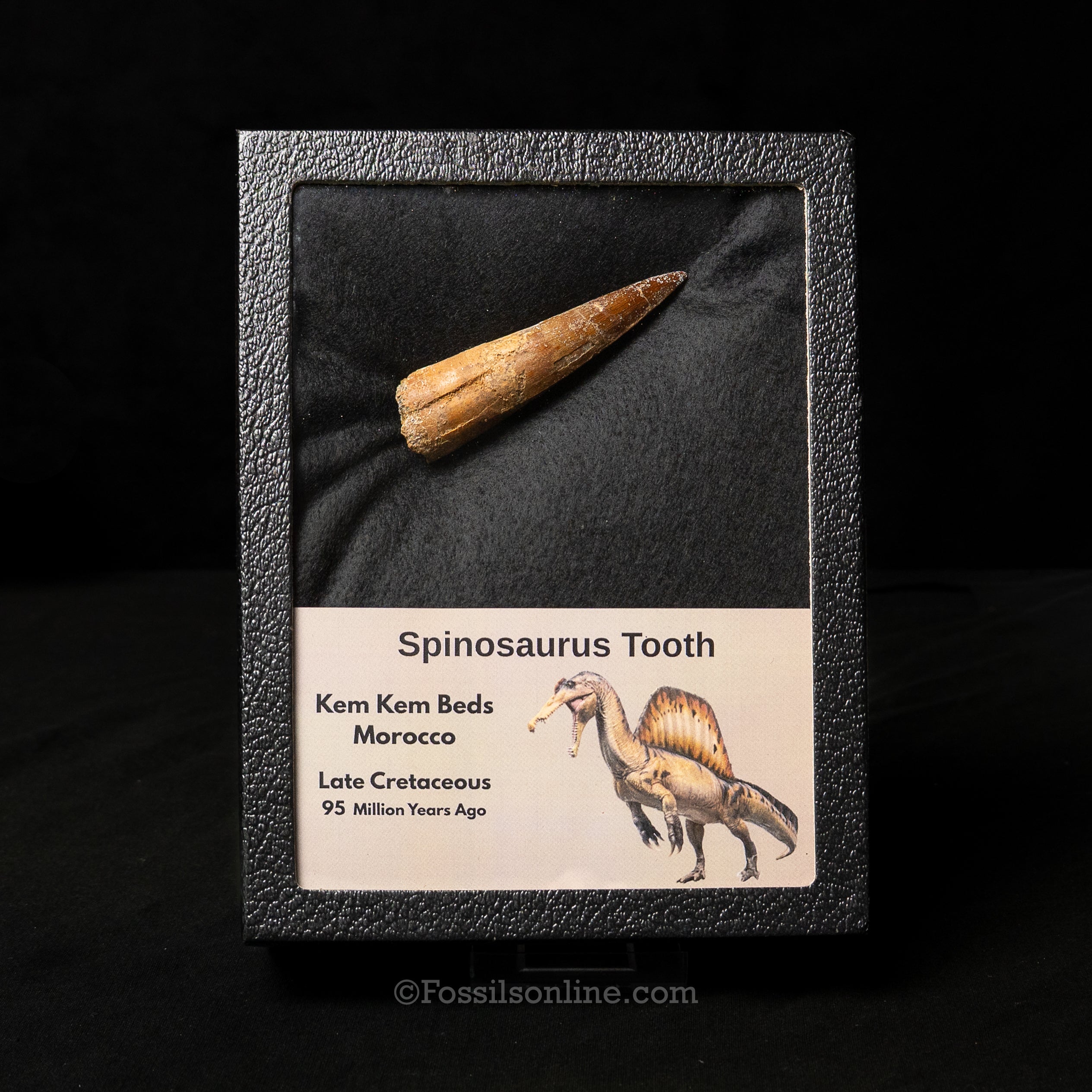 Spinosaurus Dinosaur Tooth in Lg Case