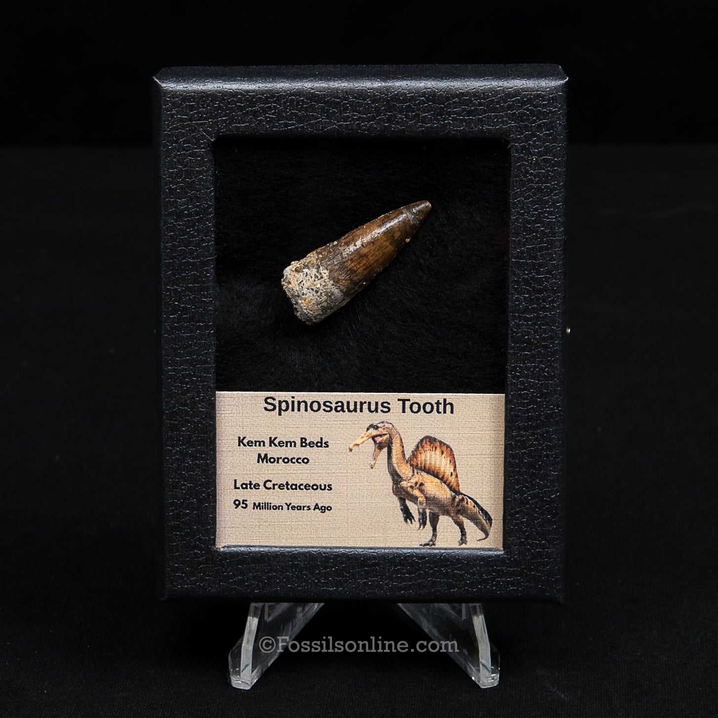 Spinosaurus Dinosaur Tooth Sm Case