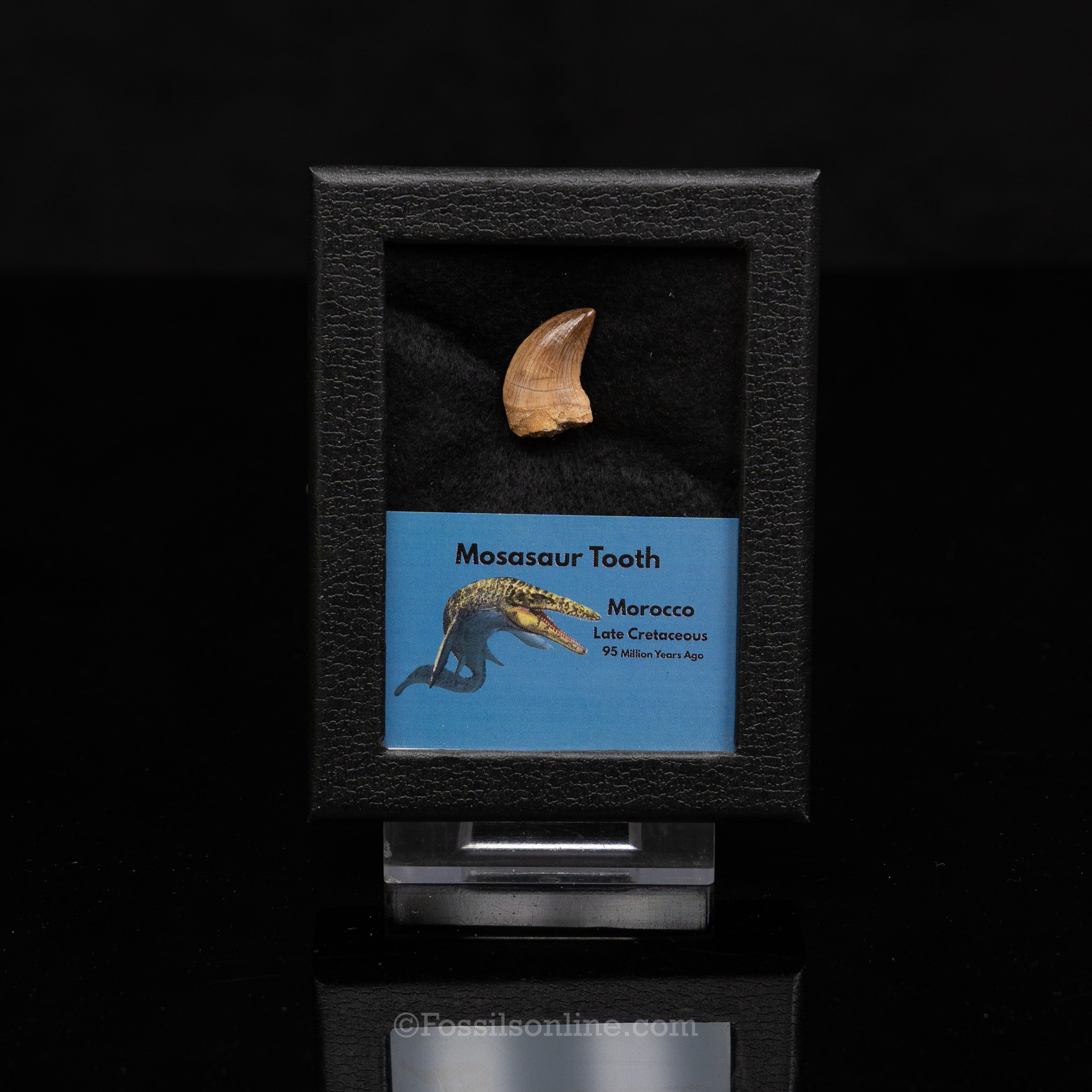 Mosasaur Tooth in sm case