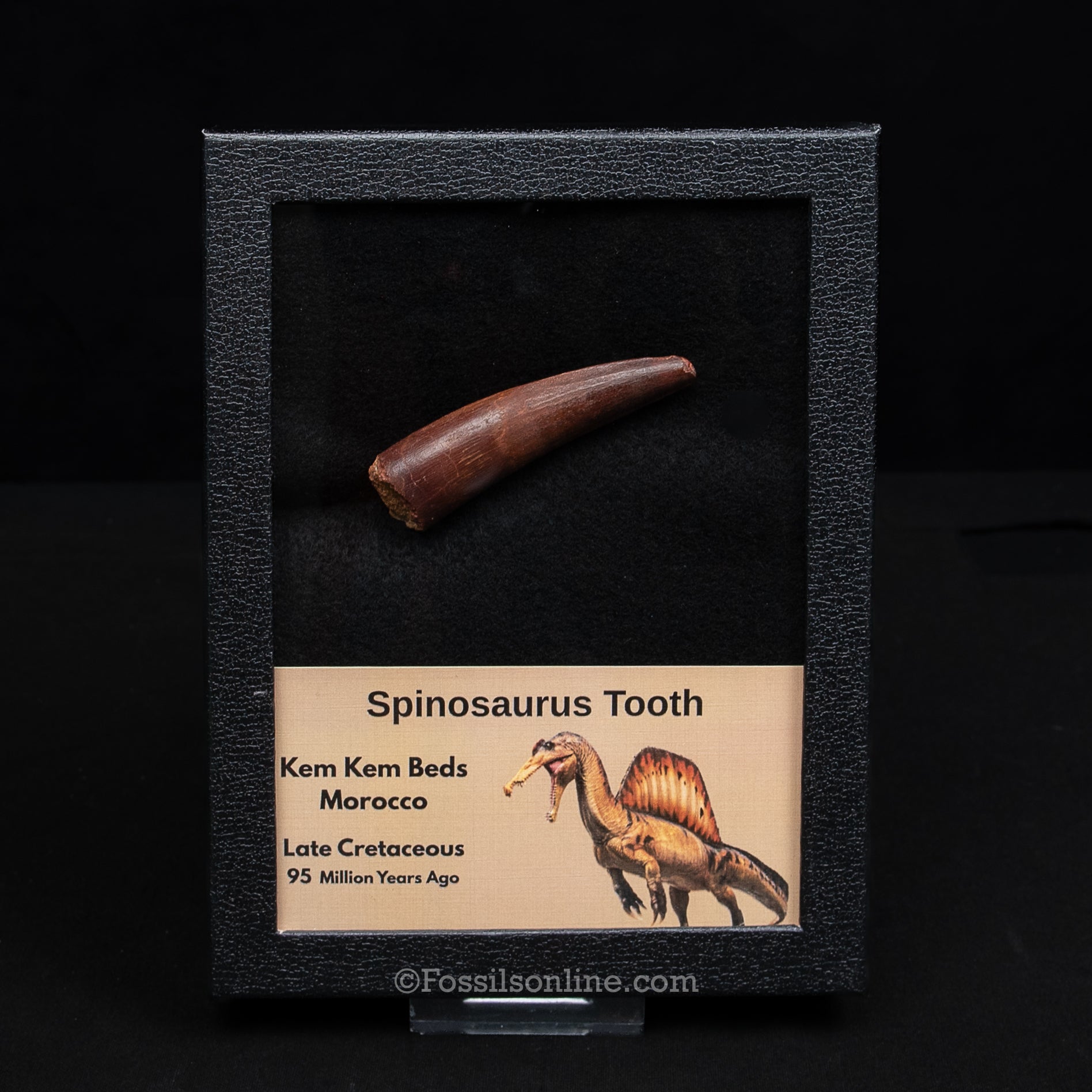 Spinosaurus Dinosaur Tooth in Lg Case