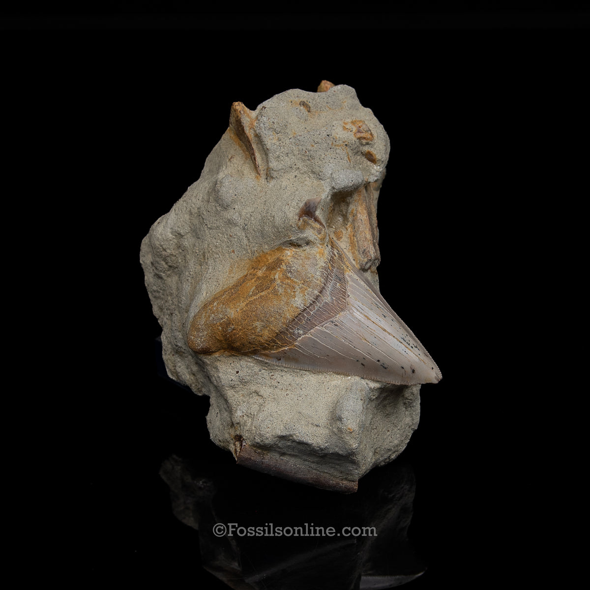 Genuine Prehistoric Fossil Tooth — MEG 3.77" in Matrix , Bakersfield CA