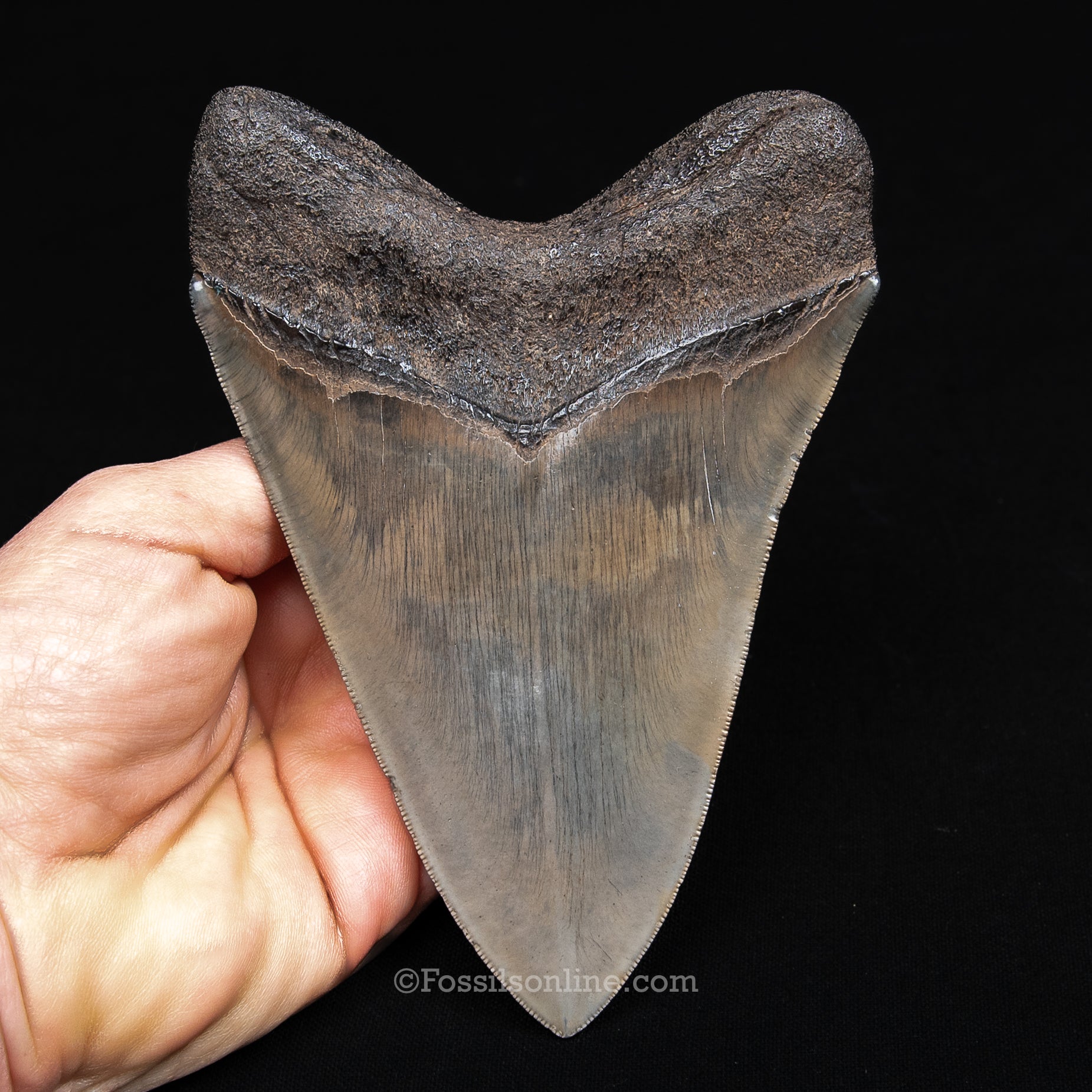 Genuine Prehistoric Fossil Tooth — Meg 5.56", St. Mary River, GA