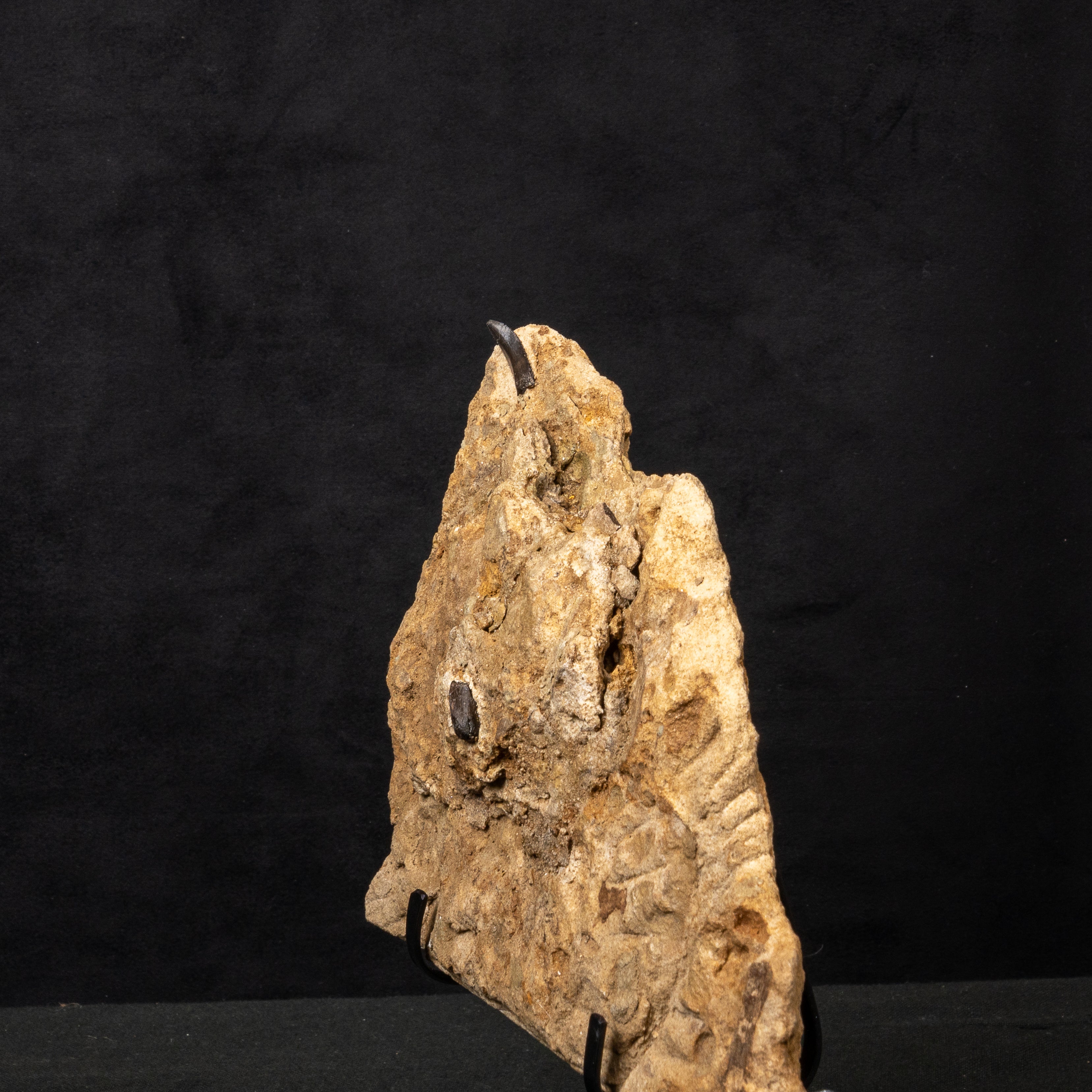 Allosaurus Teeth in Matrix