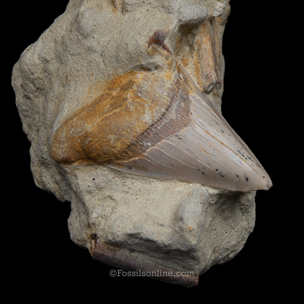 Genuine Prehistoric Fossil Tooth — MEG 3.77" in Matrix , Bakersfield CA