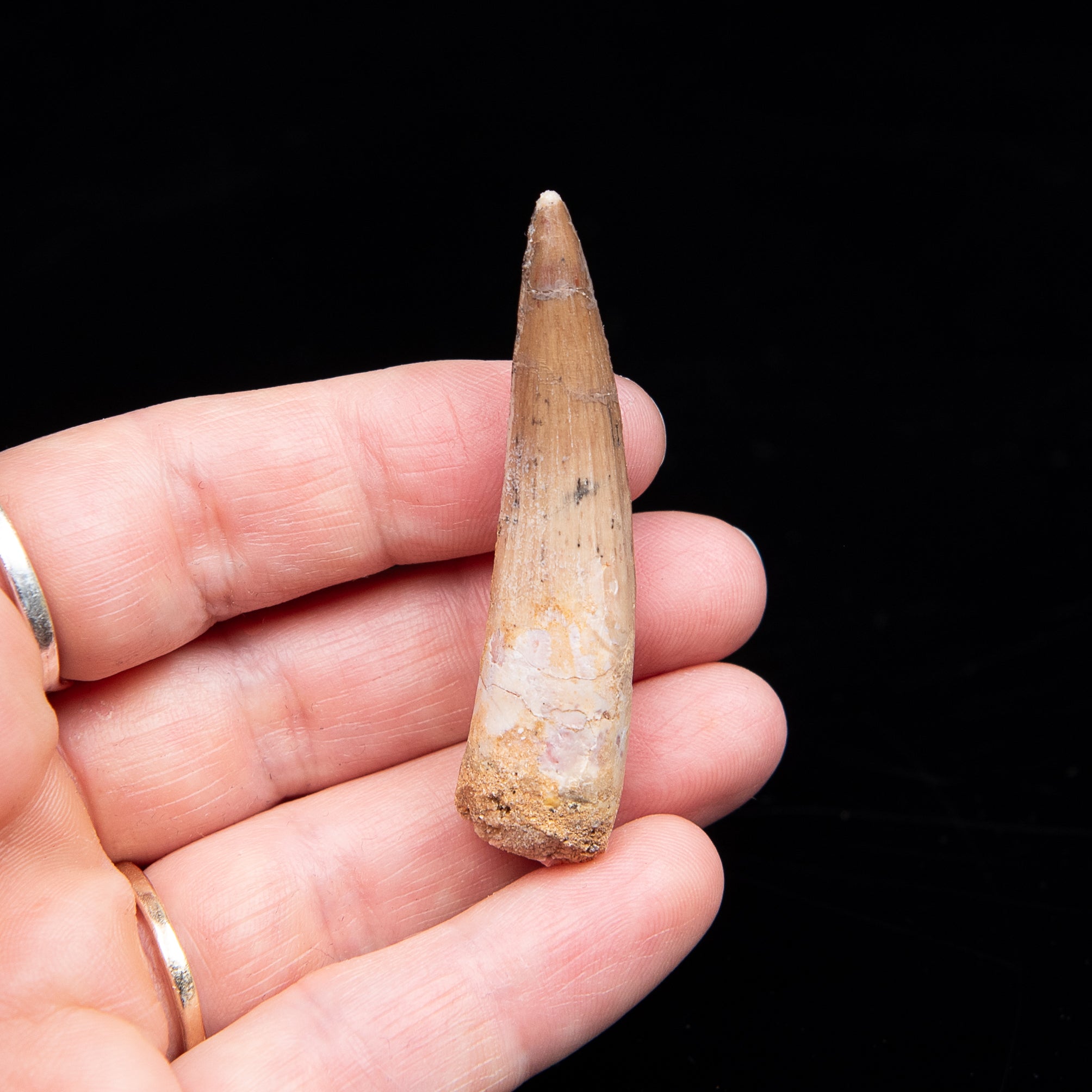 Spinosaurus Dinosaur Tooth Med Case
