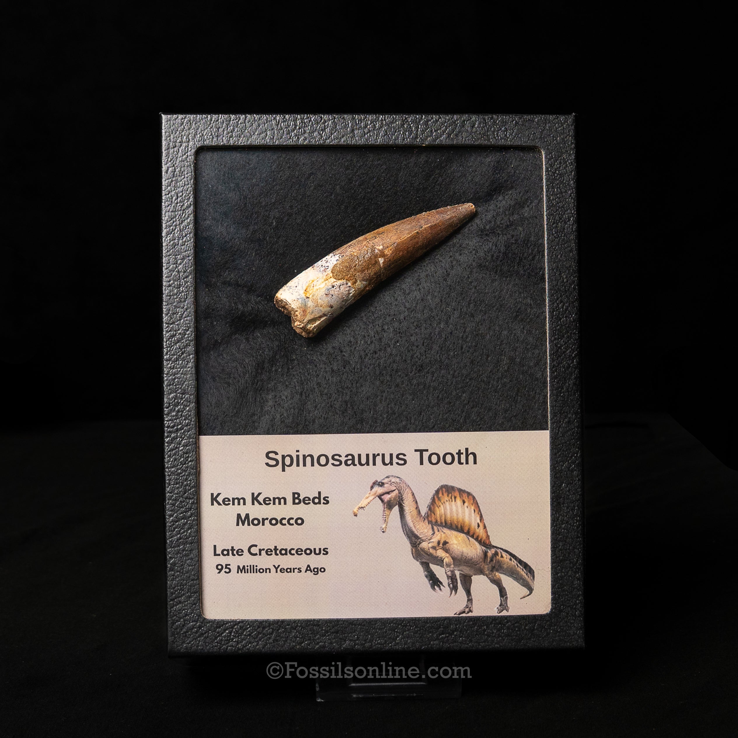 Spinosaurus Dinosaur Tooth Lg Case