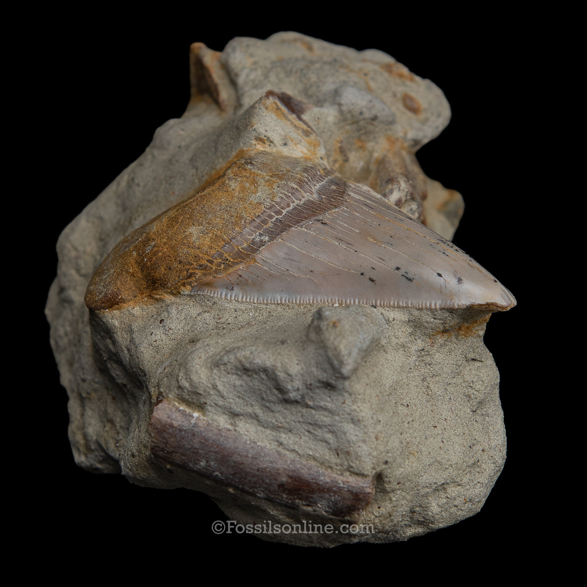 Genuine Prehistoric Fossil Tooth — MEG 3.77" in Matrix , Bakersfield CA