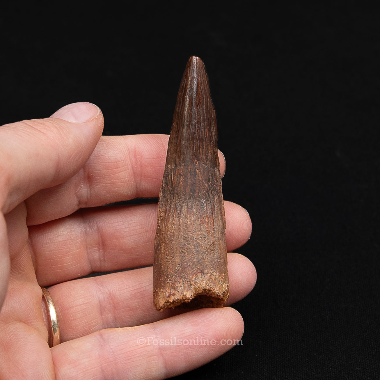 Spinosaurus Dinosaur Tooth Med Case