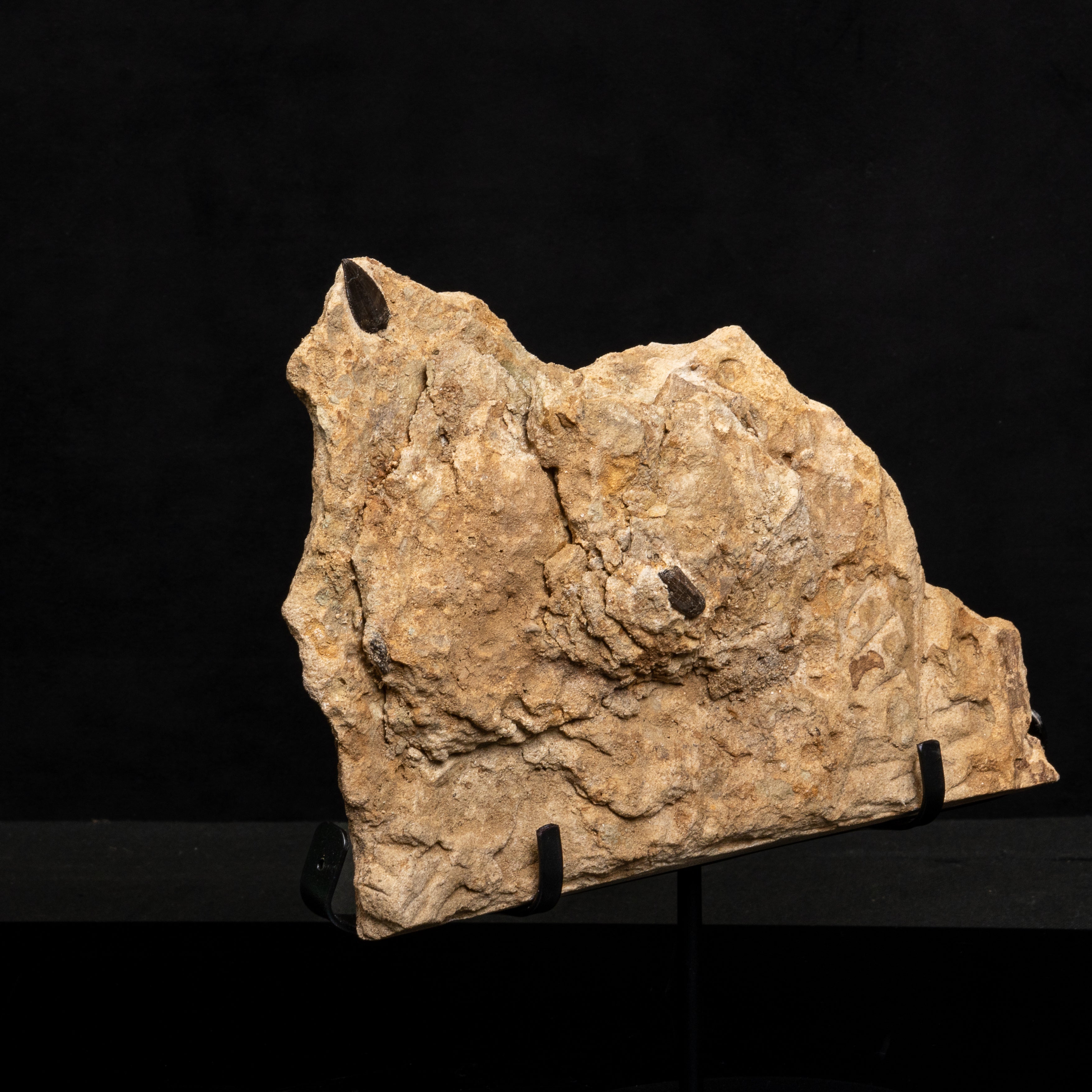 Allosaurus Teeth in Matrix