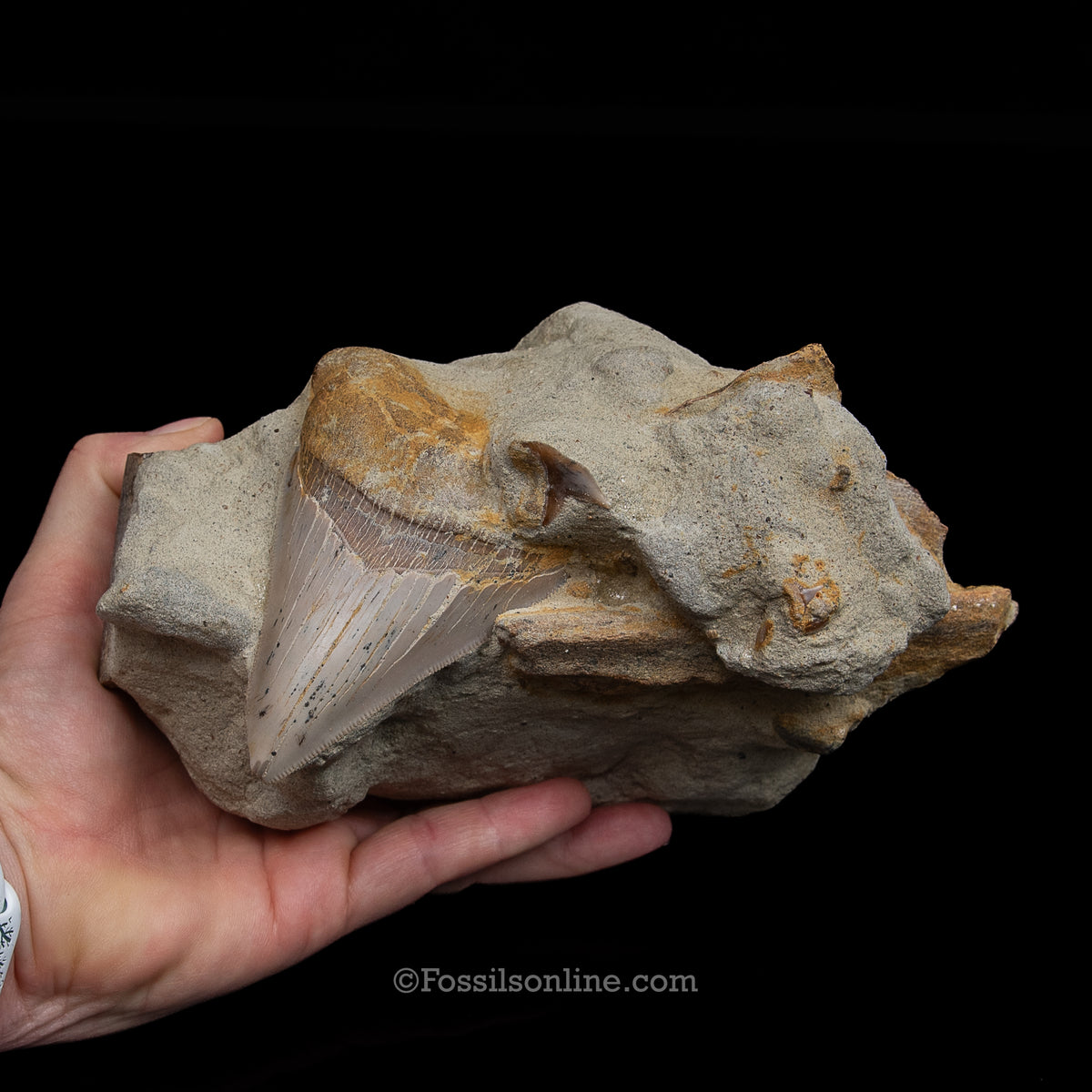 Genuine Prehistoric Fossil Tooth — MEG 3.77" in Matrix , Bakersfield CA