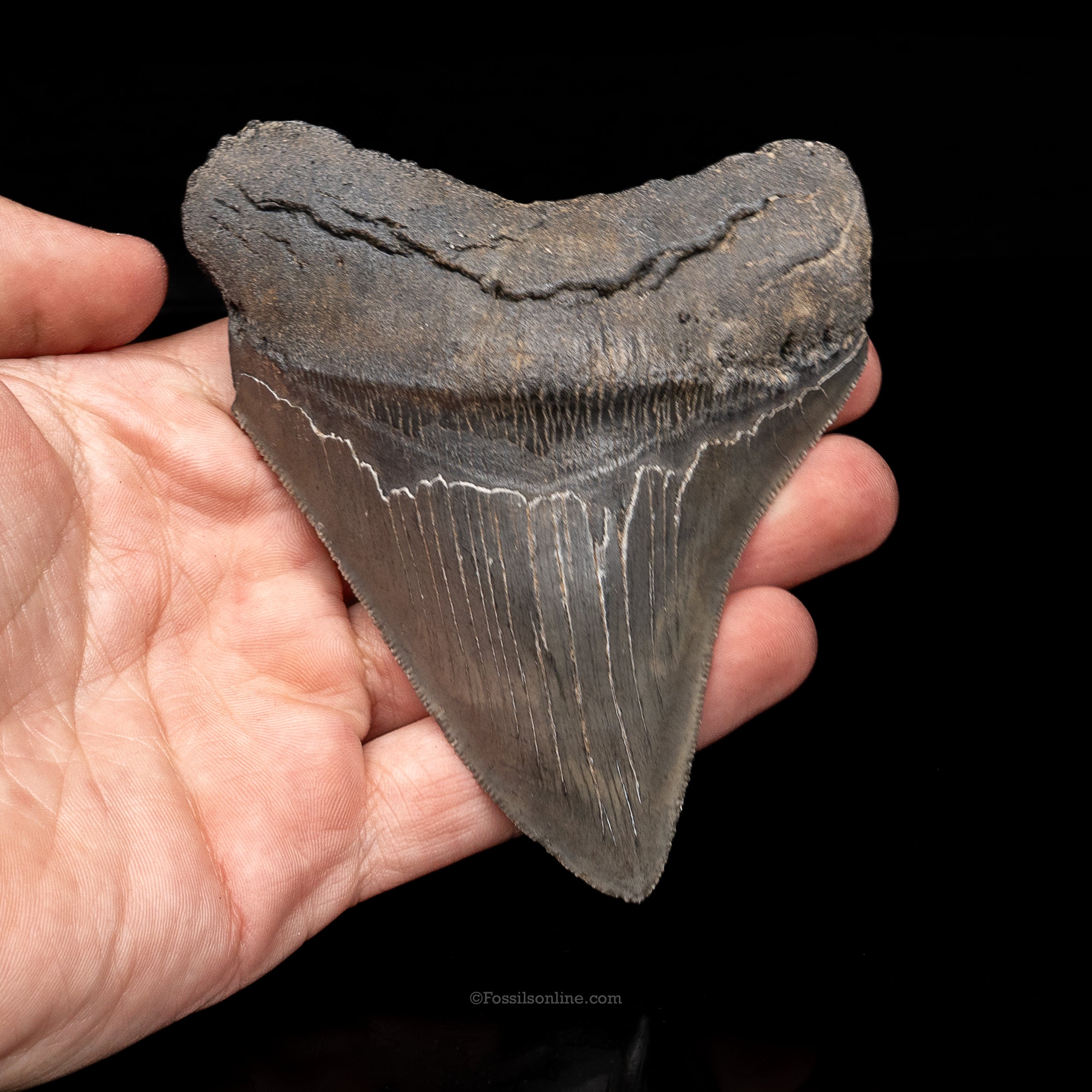 South Carolina Megalodon 4.46"