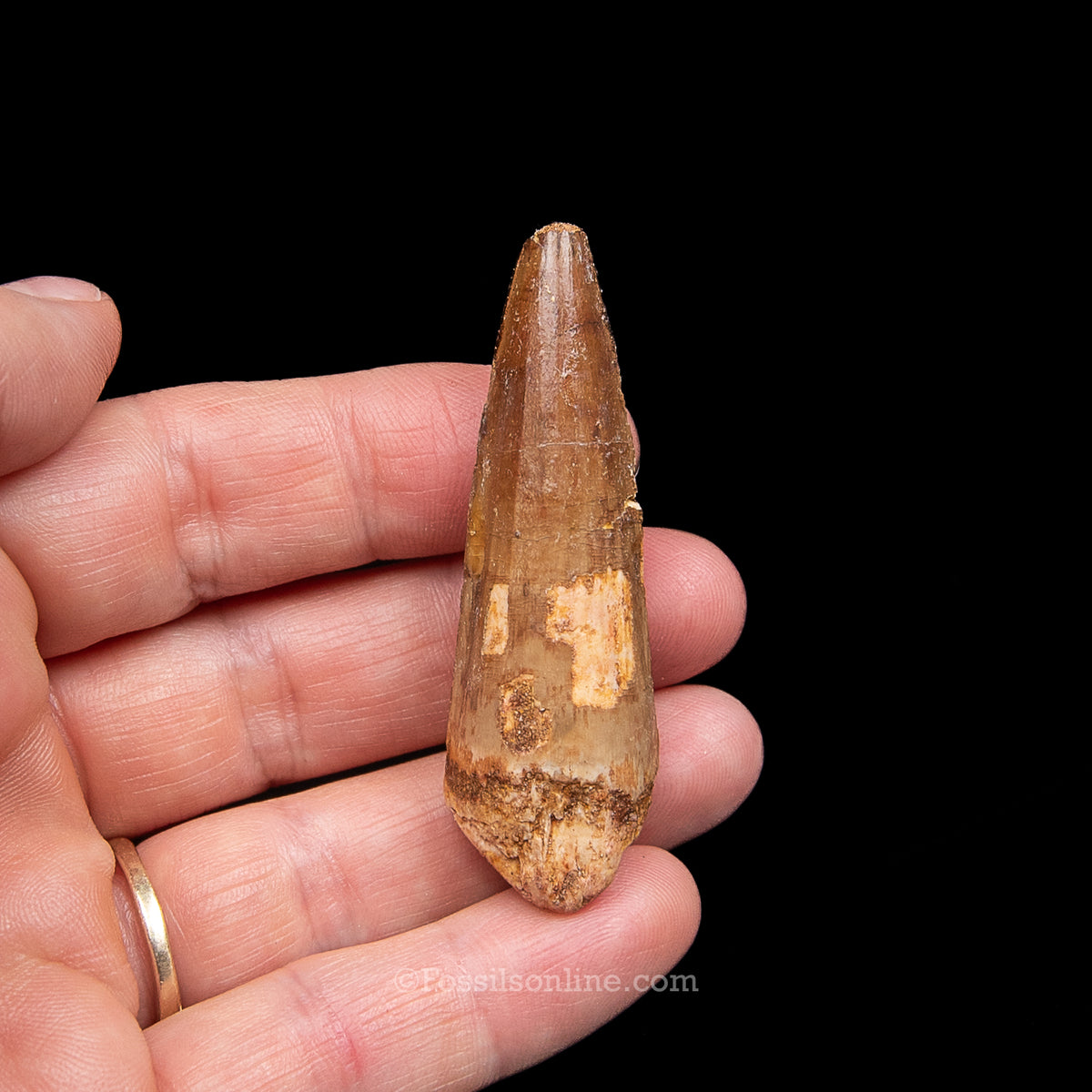 Spinosaurus Dinosaur Tooth Med Case