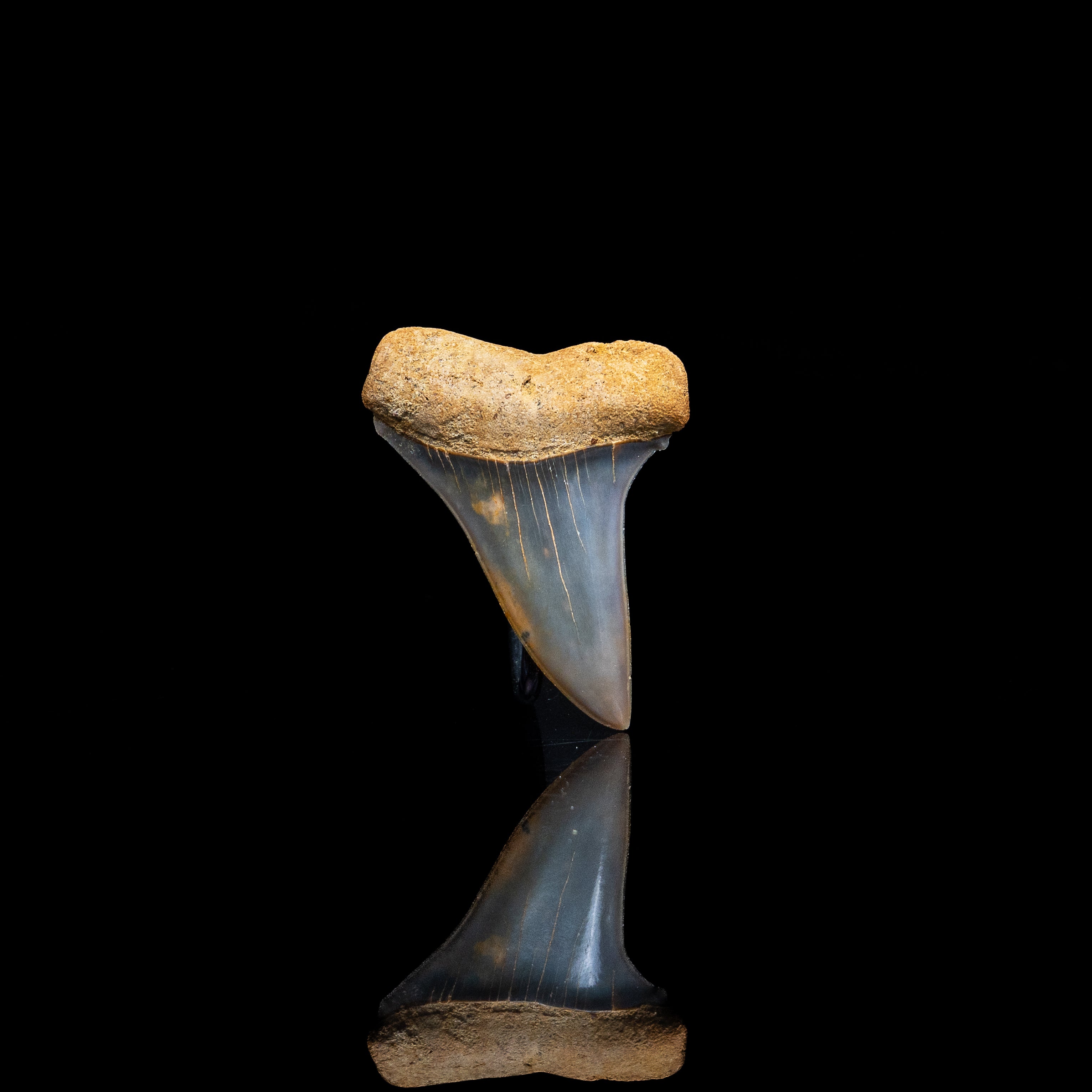 Gem Chilean Mako 1.82"