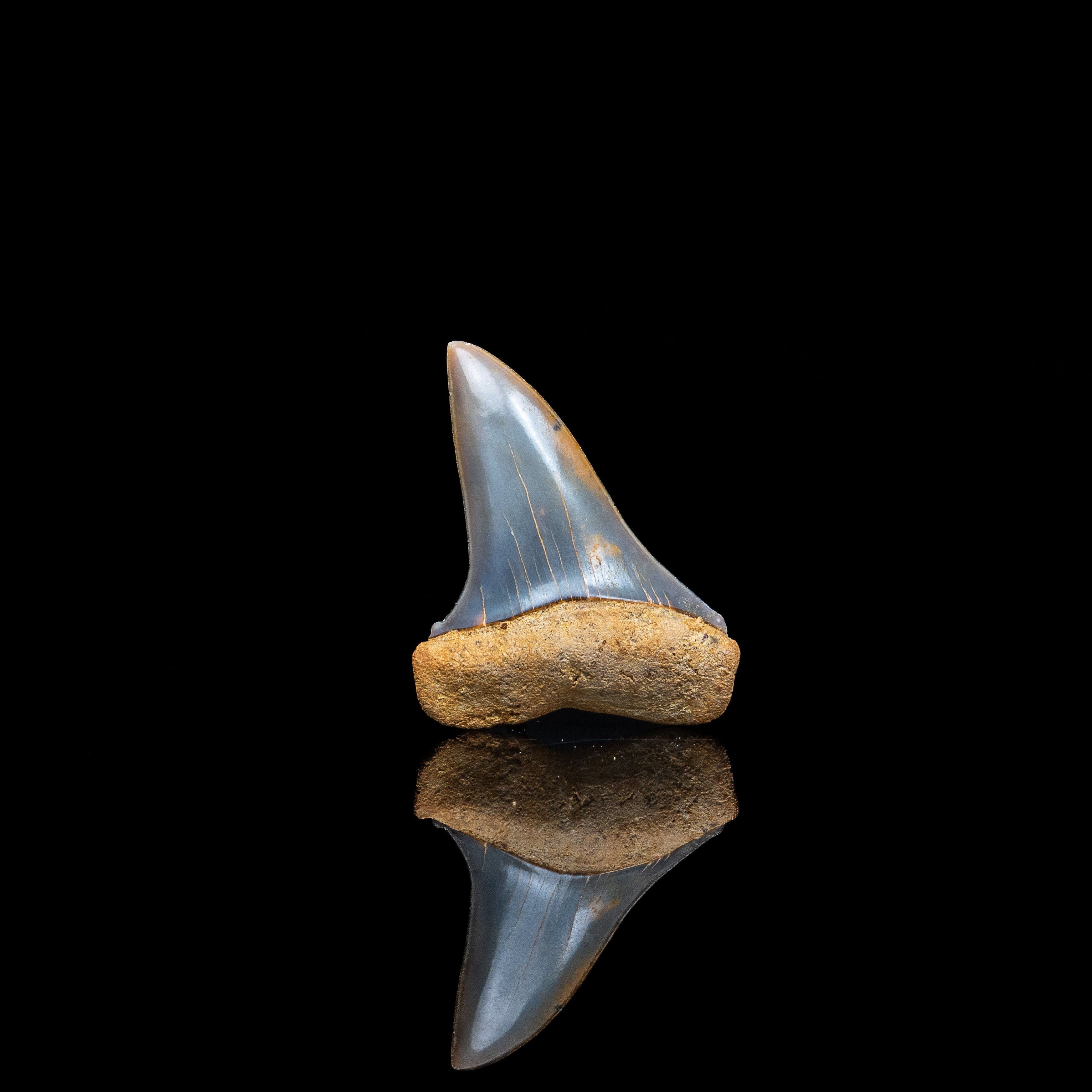 Gem Chilean Mako 1.82"