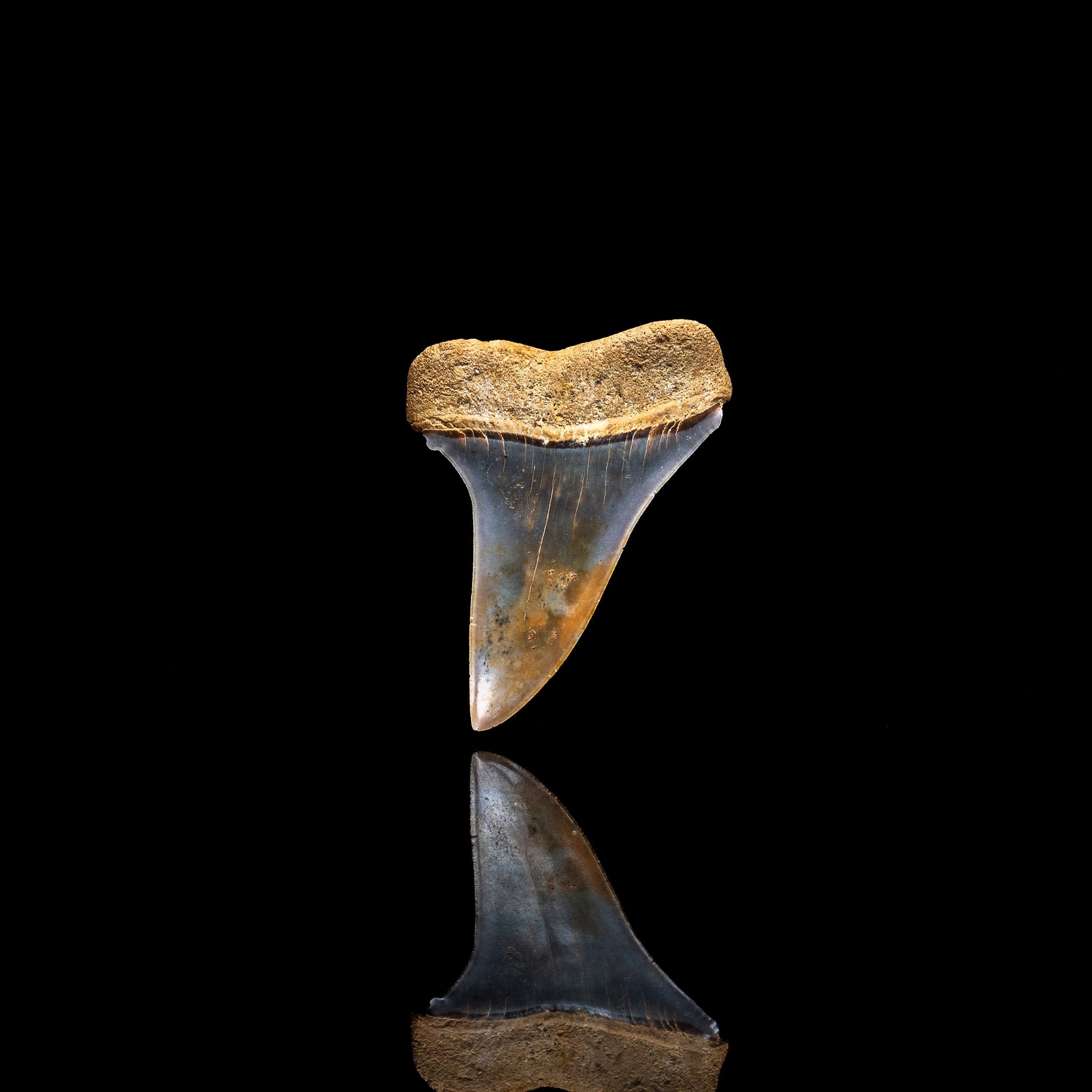 Gem Chilean Mako 1.82"