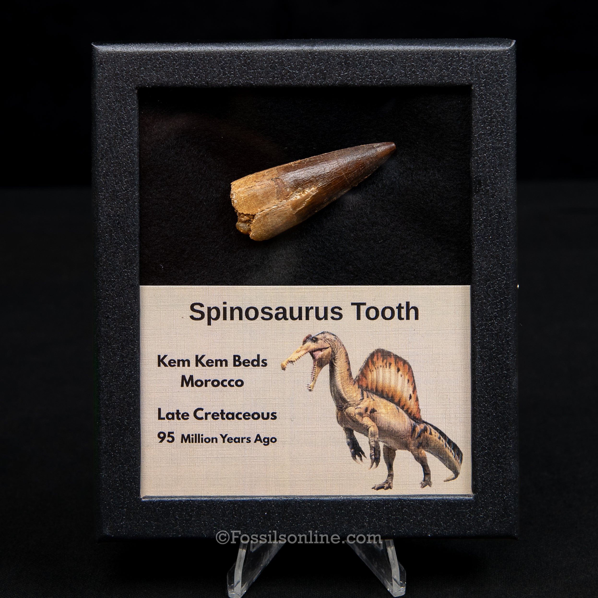 Spinosaurus Dinosaur Tooth Med Case