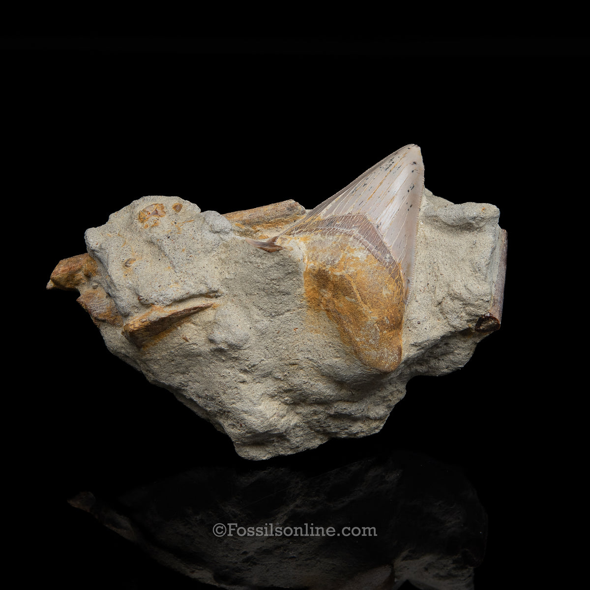 Genuine Prehistoric Fossil Tooth — MEG 3.77" in Matrix , Bakersfield CA