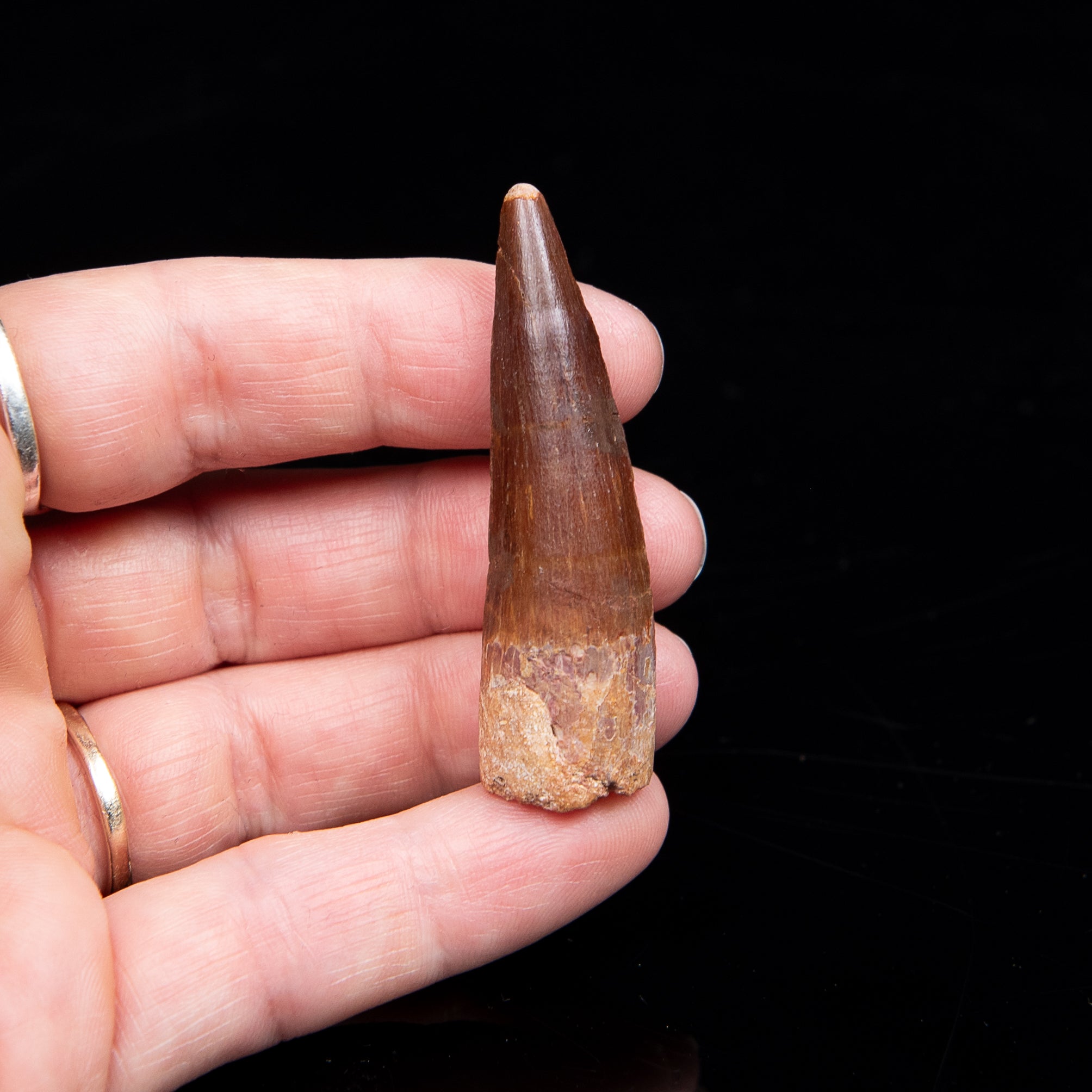 Spinosaurus Dinosaur Tooth Med Case